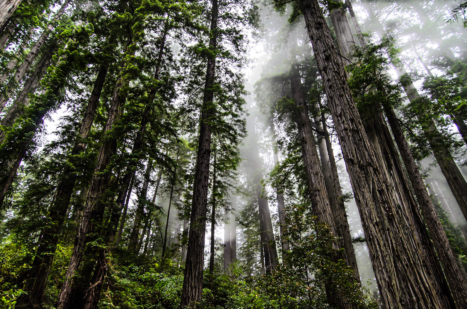 Redwoods National Park