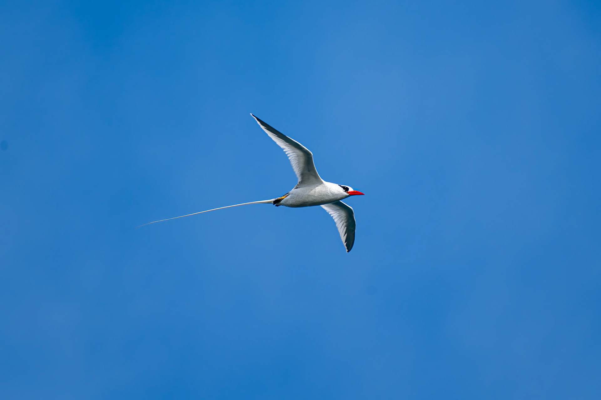 Red-billed Tropicbird - Tail streamers 2x body length