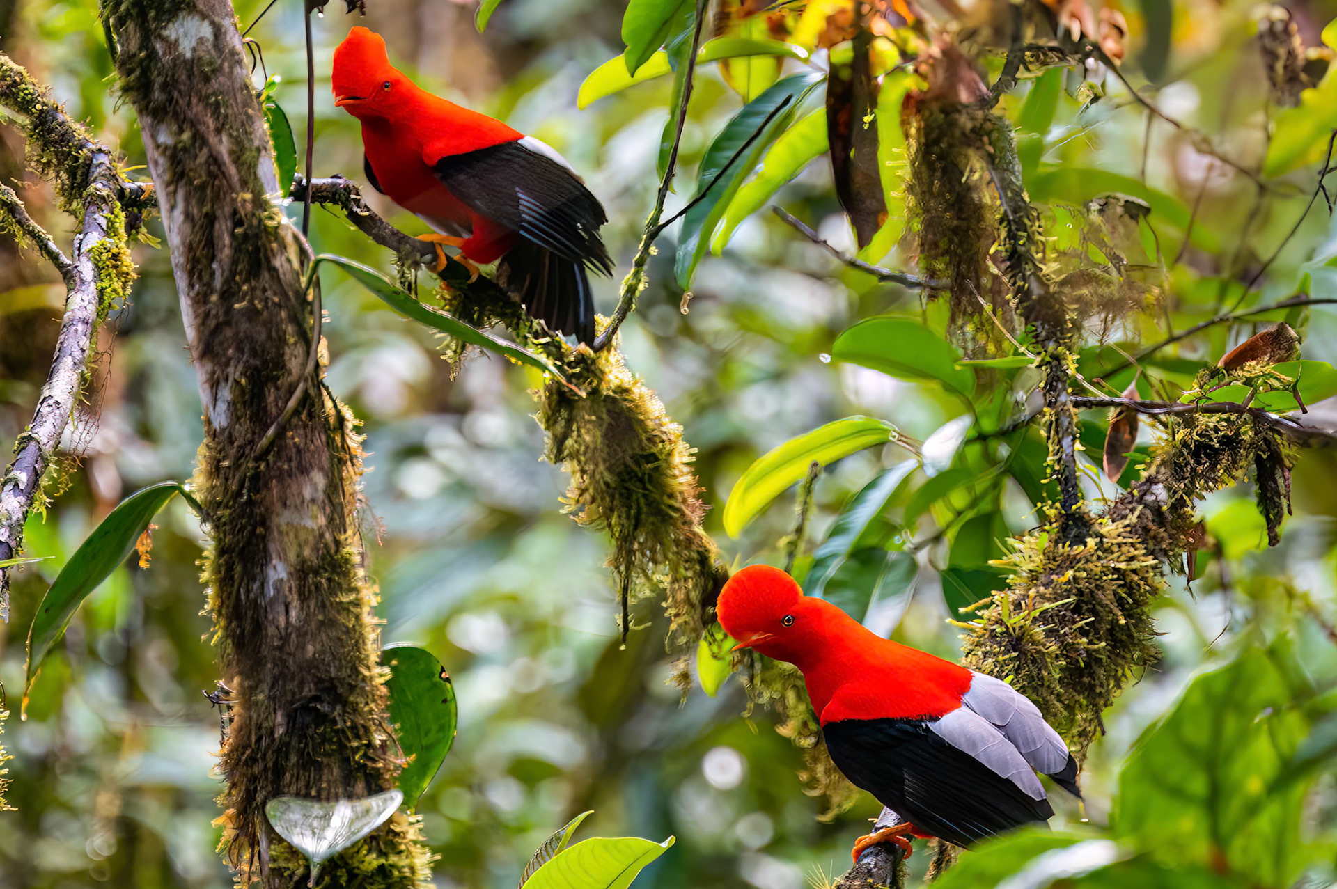 Andean Cock-of-the-rock