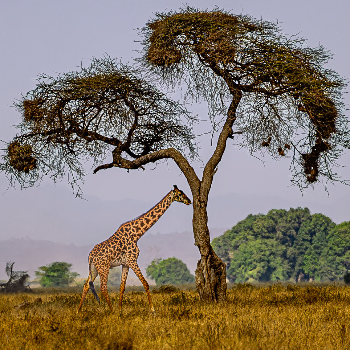 Masai Giraffe