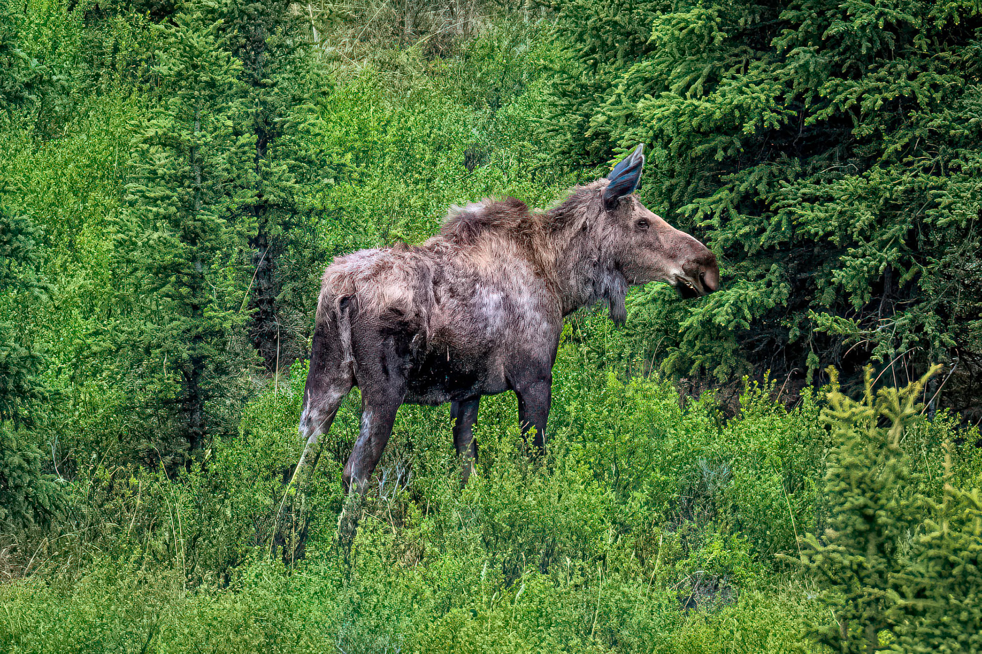 Moose
