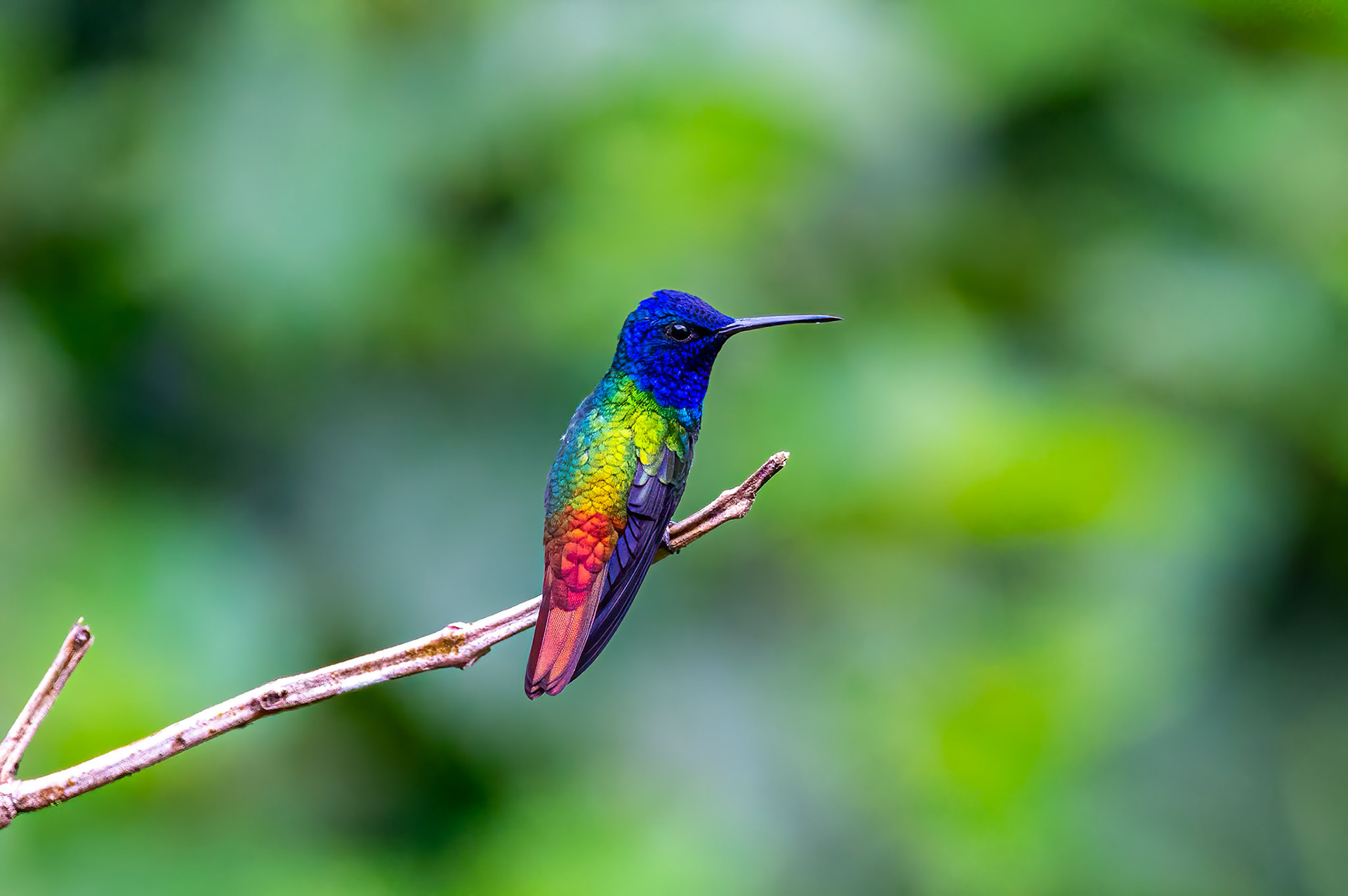 Golden-tailed Sapphire