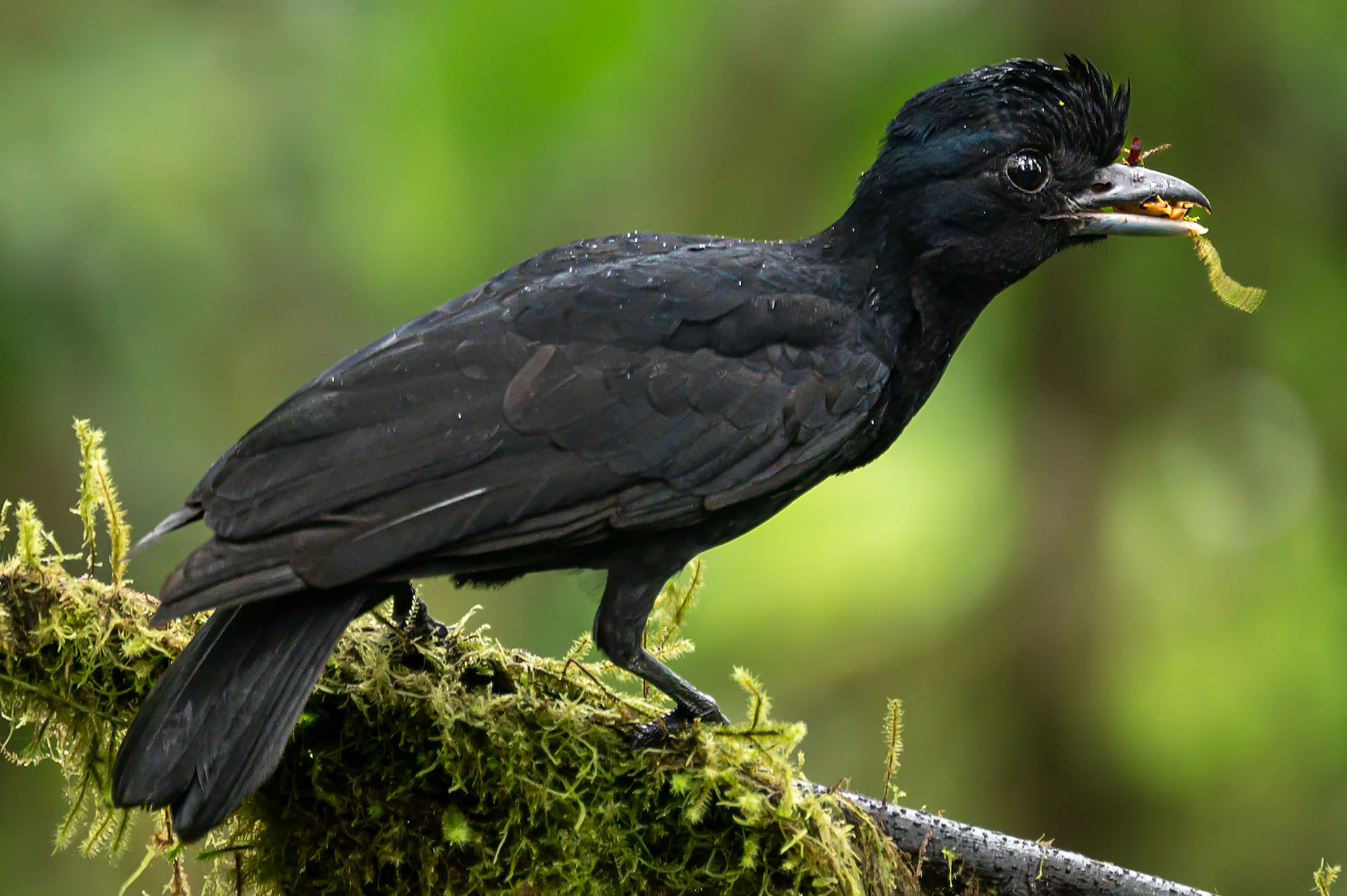 Long-wattled Umbrellabird