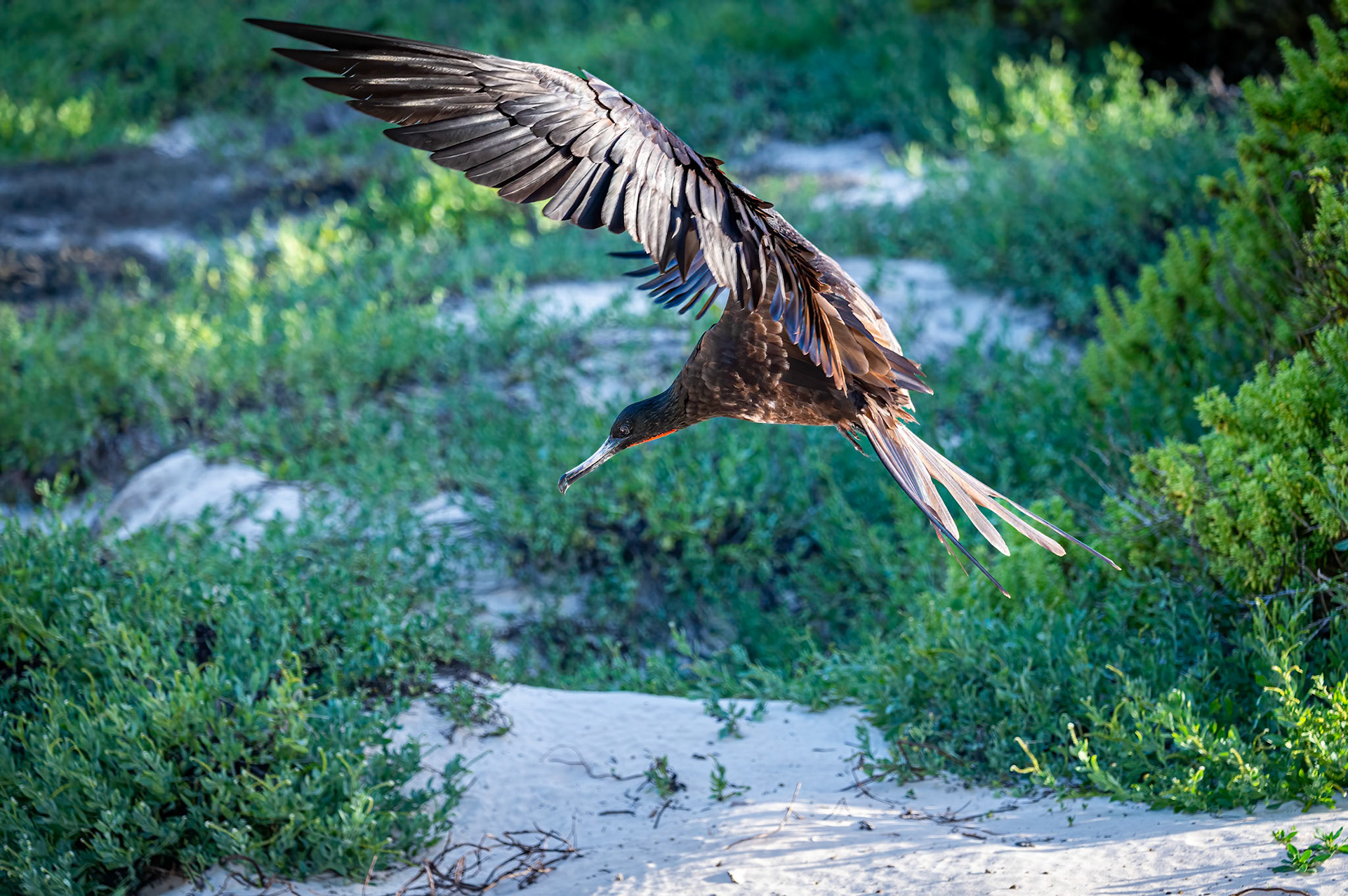 Magnificent Frigatebird - Eyeing a crab on the beach