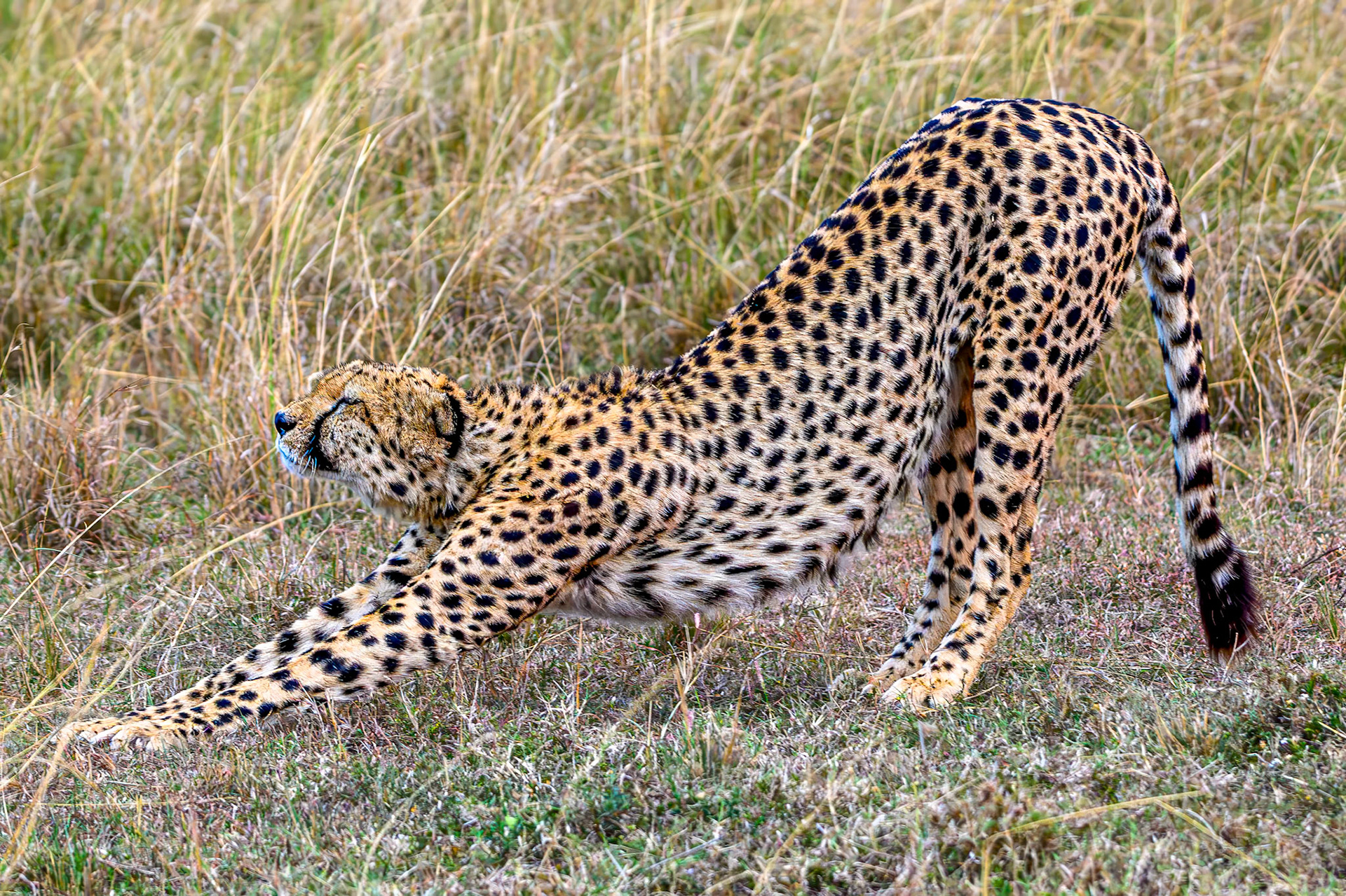 Big stretchies