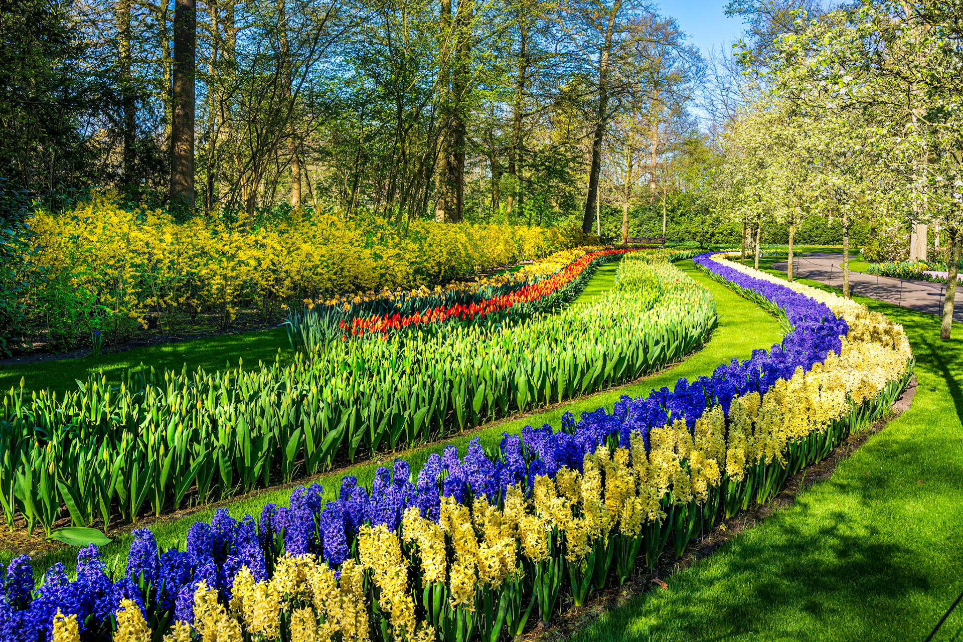 Gardeners plant bulbs in layers so in full bloom for longer