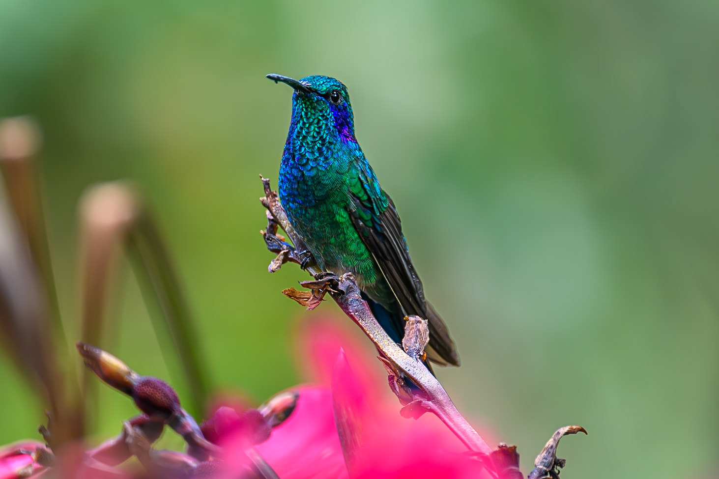 Lesser Violetear