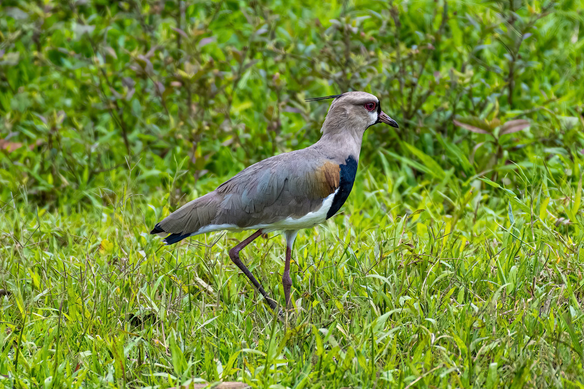 Southern Lapwing