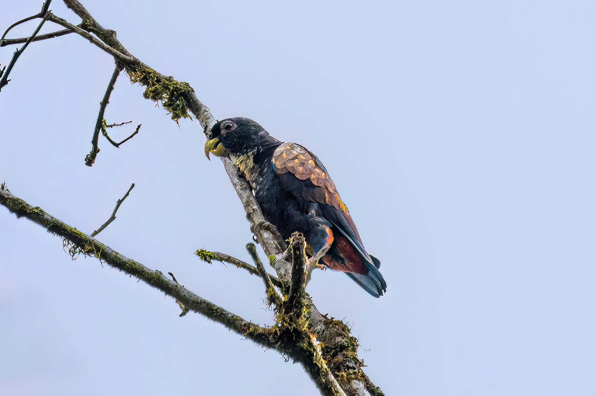 Bronze-winged Parrot