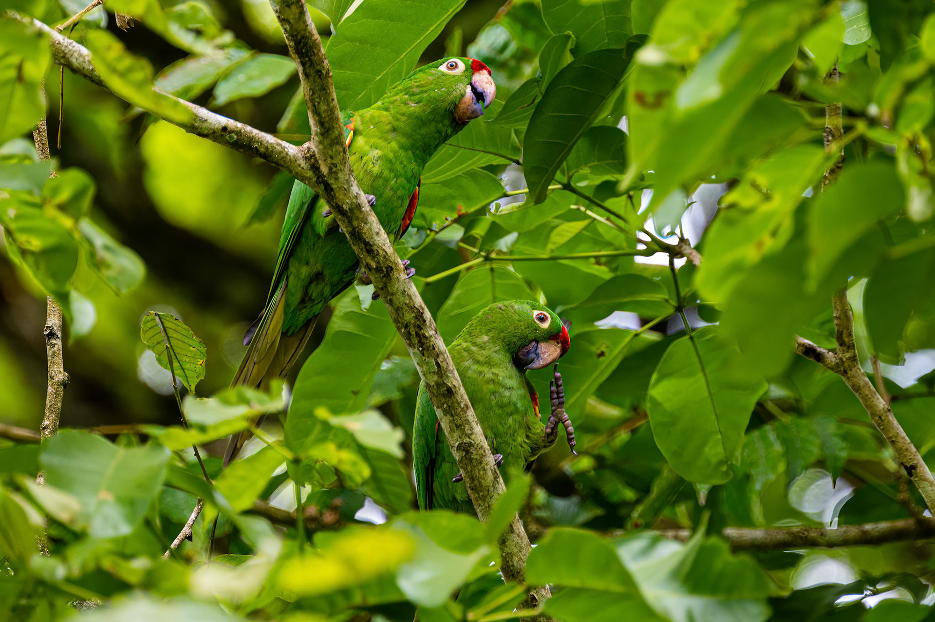 Crimson-fronted Parakeet