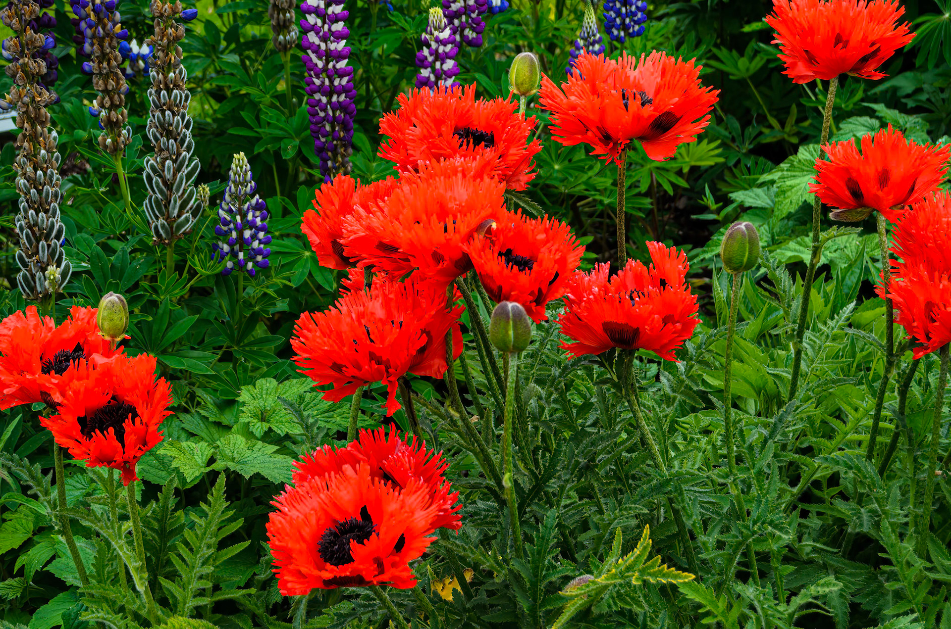 Irish National Stud and Gardens, County Kildare