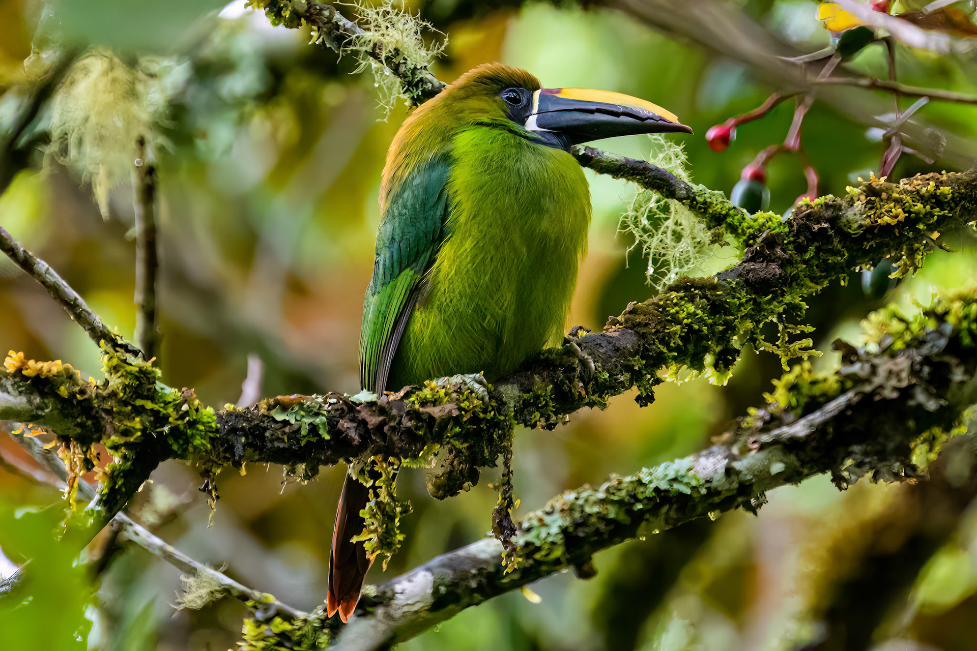 Northern Emerald-Toucanet