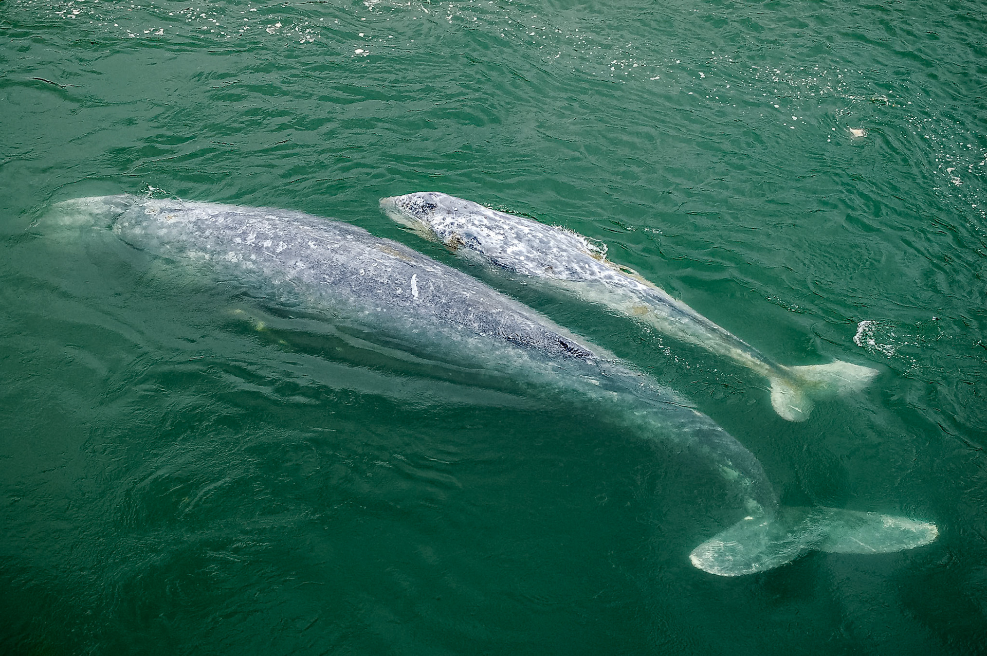 Gray Whale