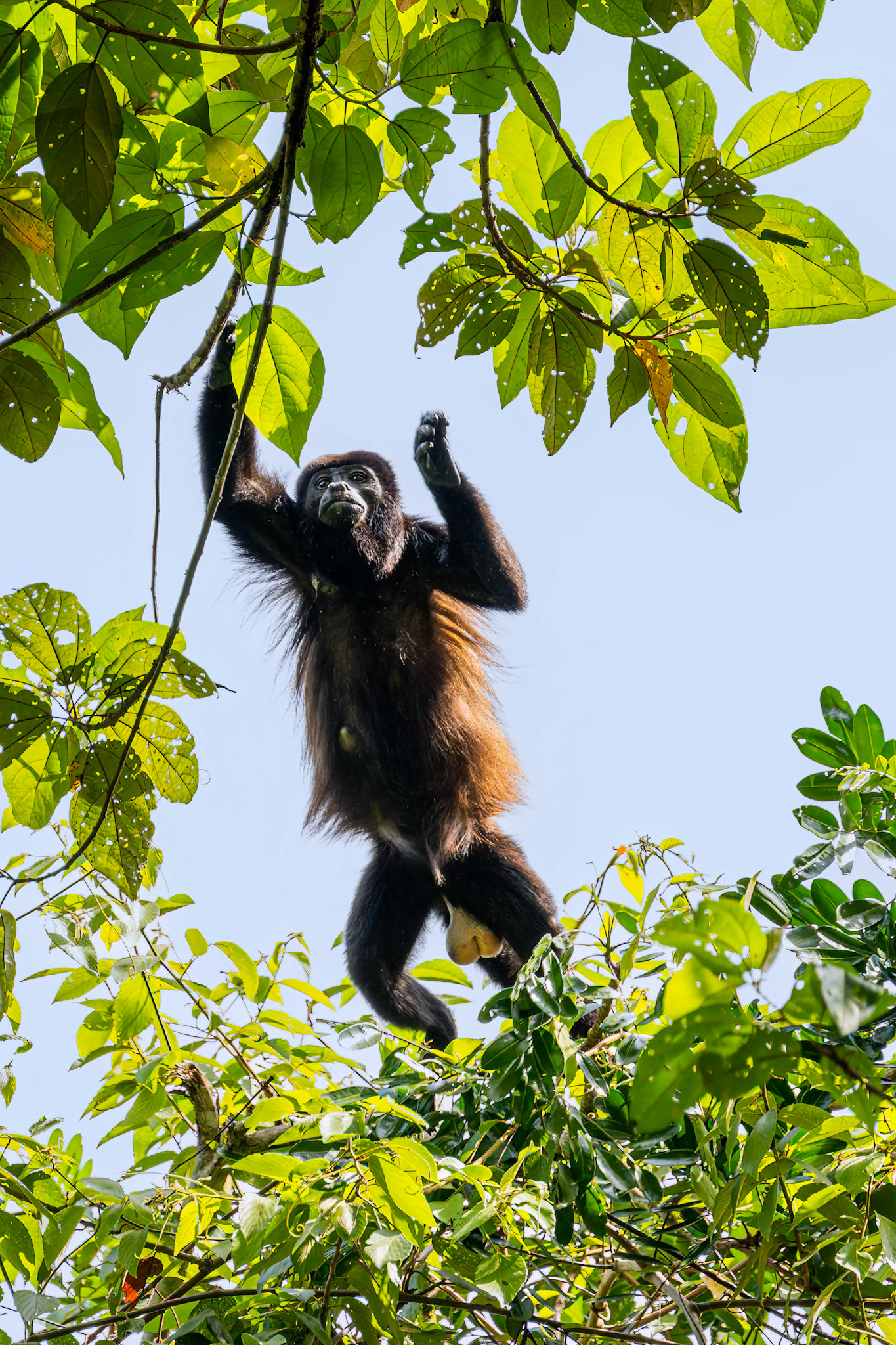 Mantled Howler Monkey