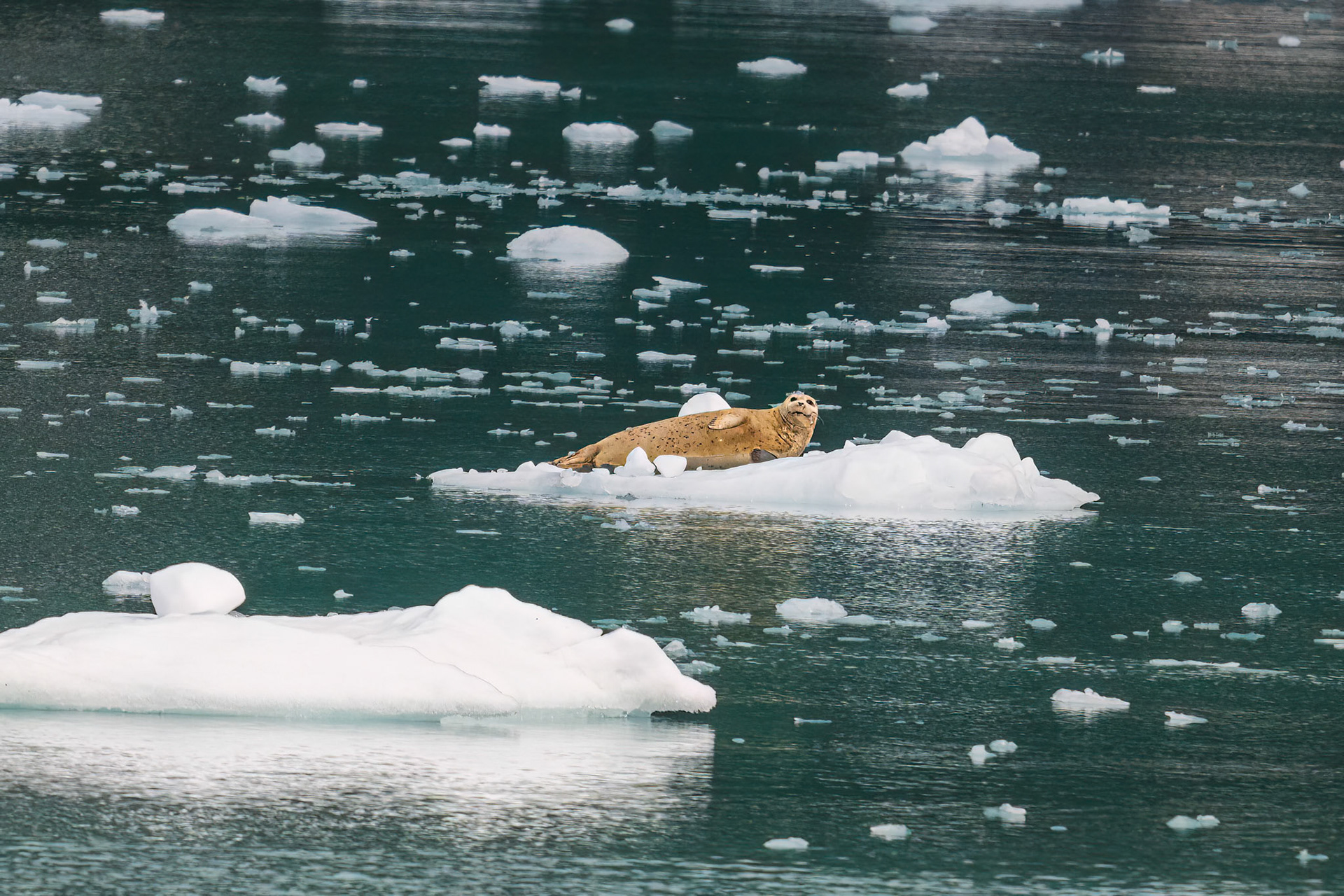 Harbor Seal, Disenchantment Bay
