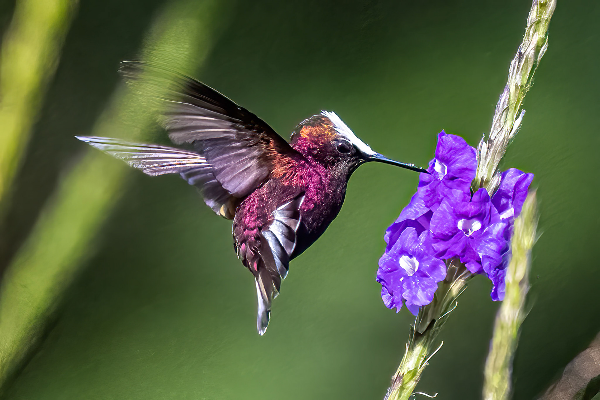 Snowcap Hummingbird