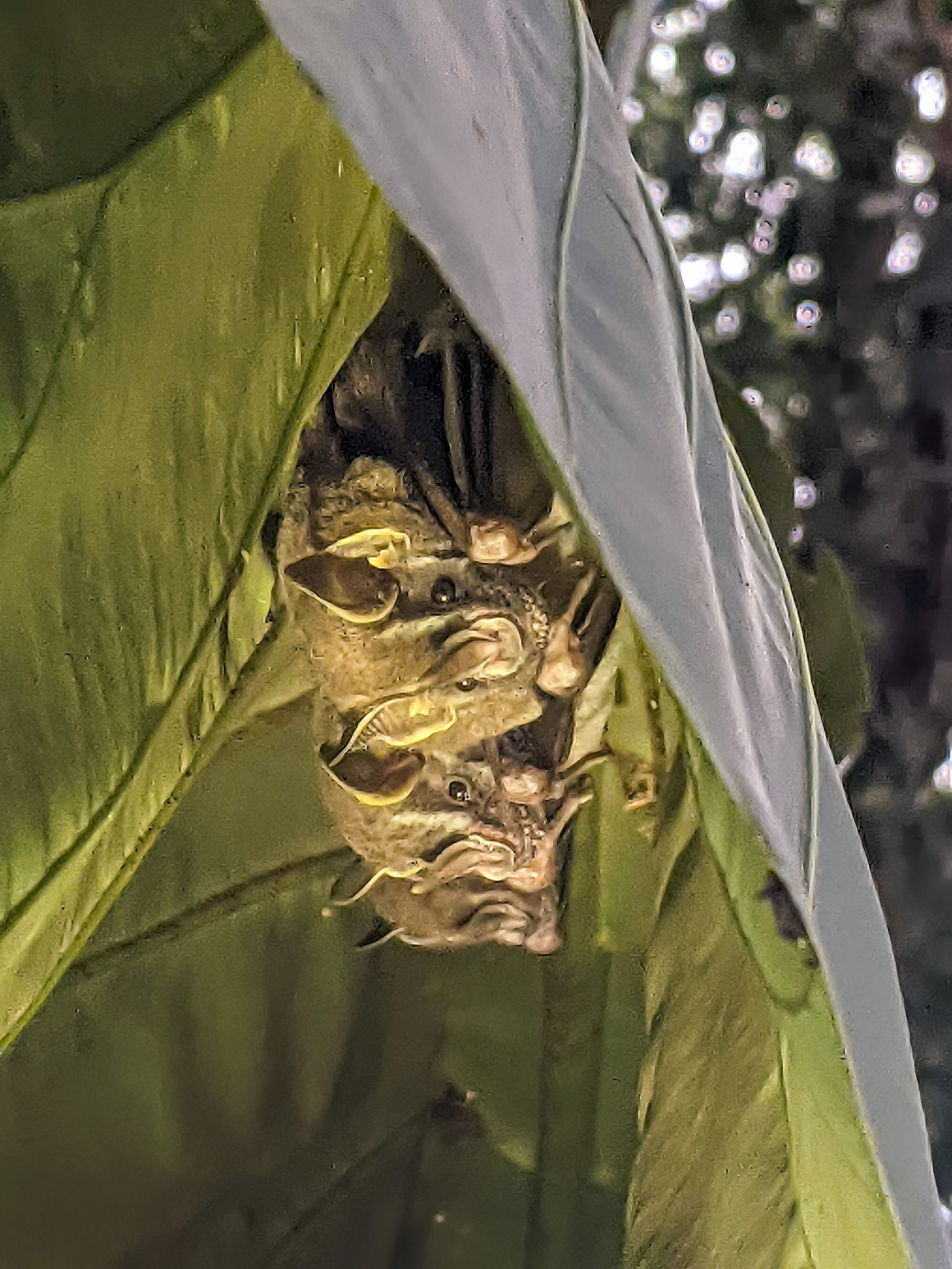 Seba's Short-tailed Bat
