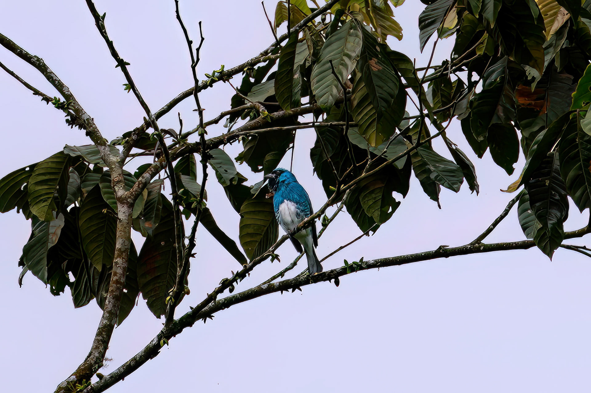 Swallow Tanager