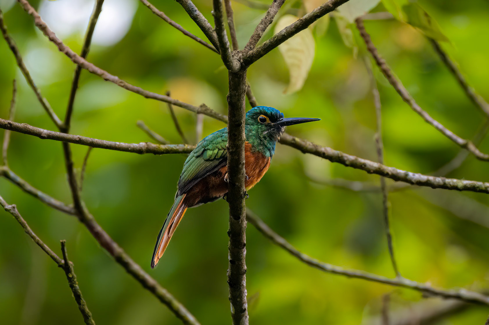 Coppery-chested Jacamar