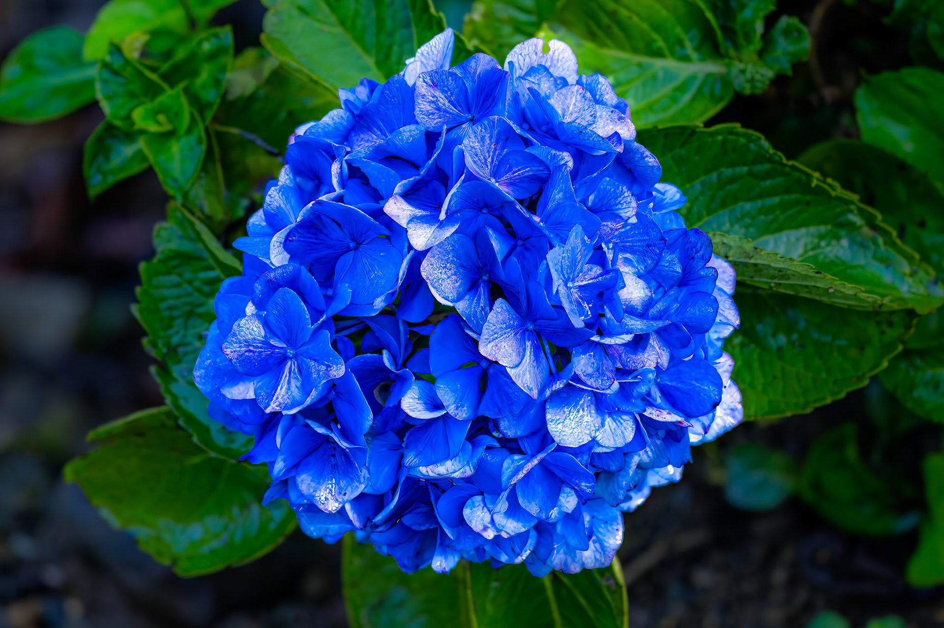 Blue Hydrangea