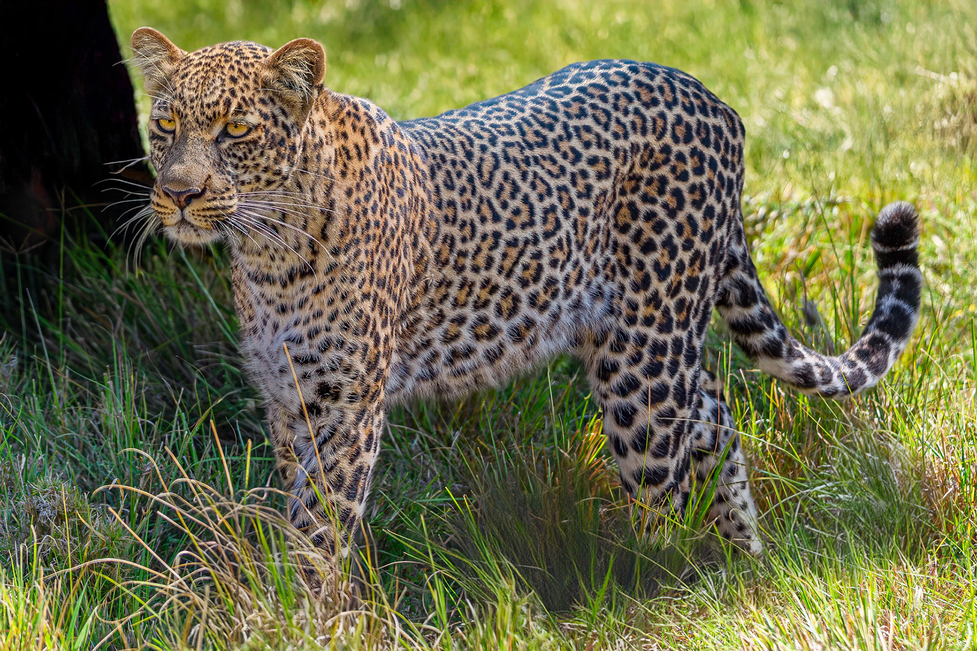 Leopard