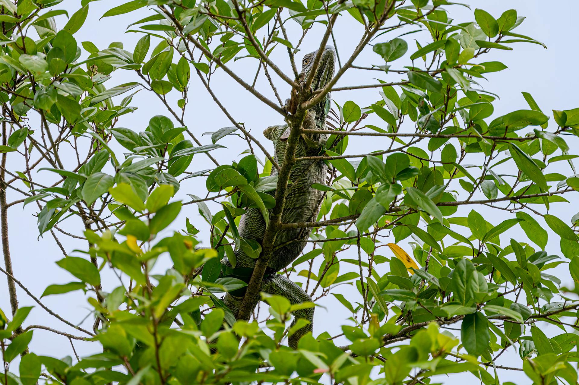 Black Spiny Iguana