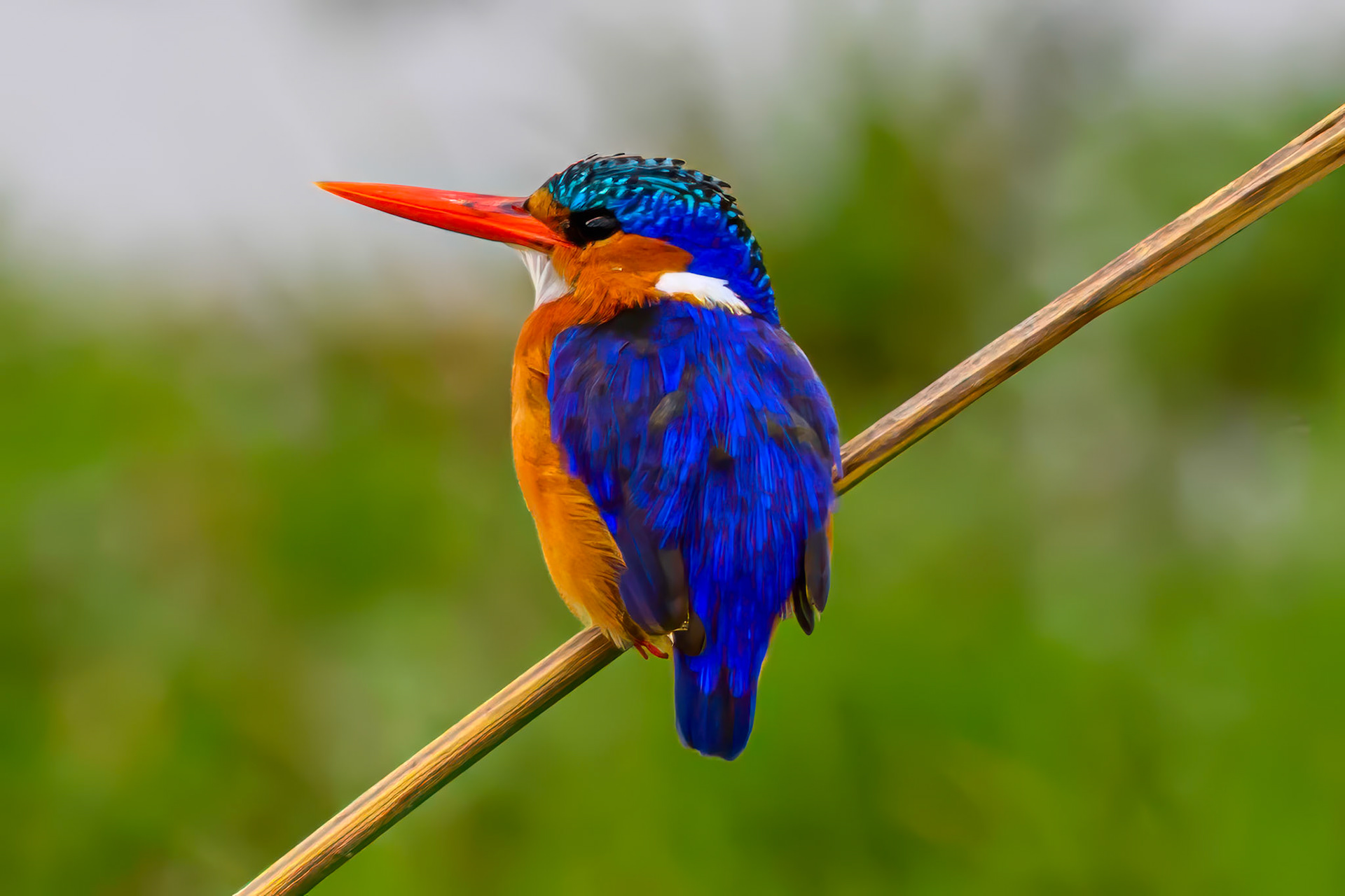 Malachite Kingfisher