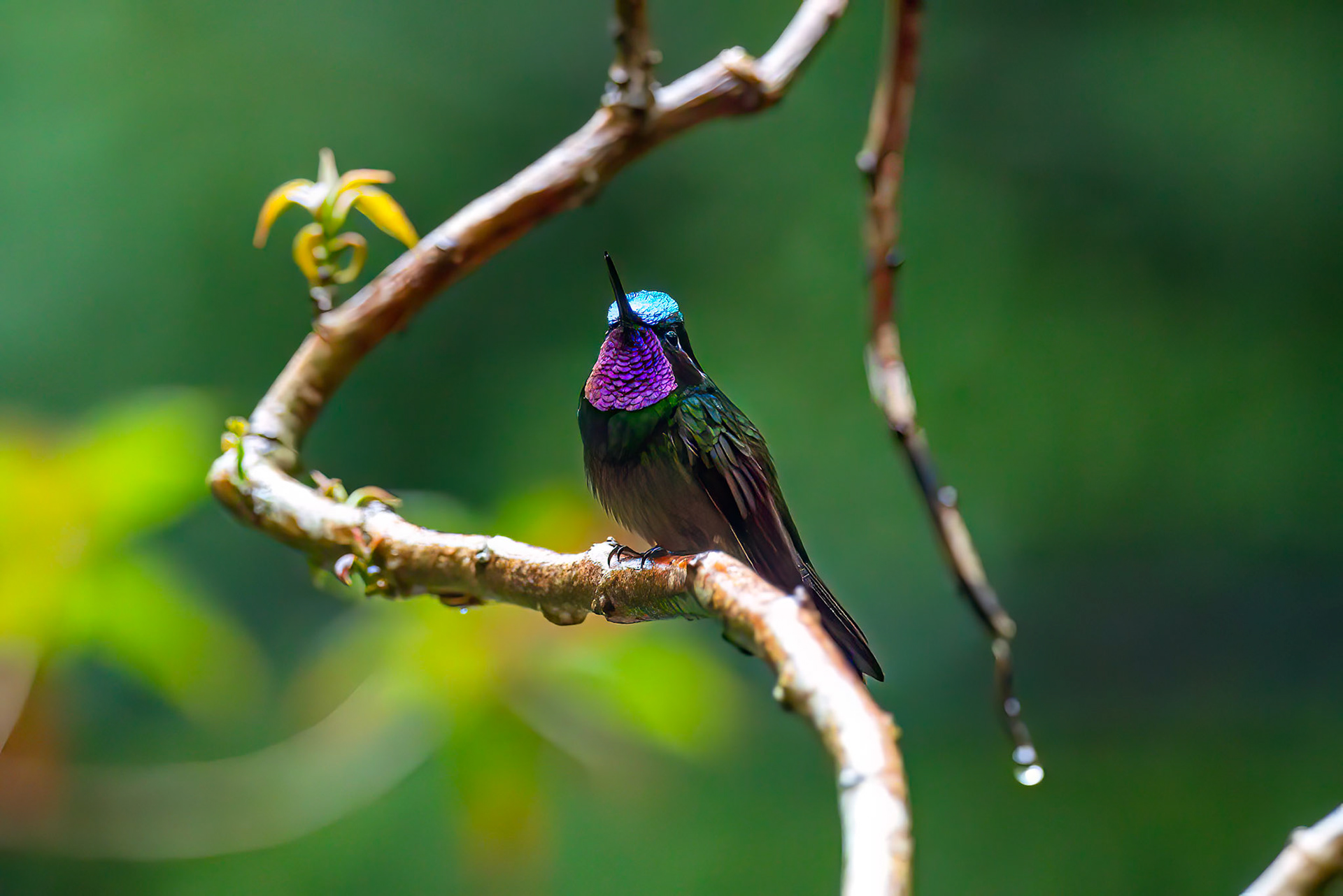 Purple-throated Mountain-gem