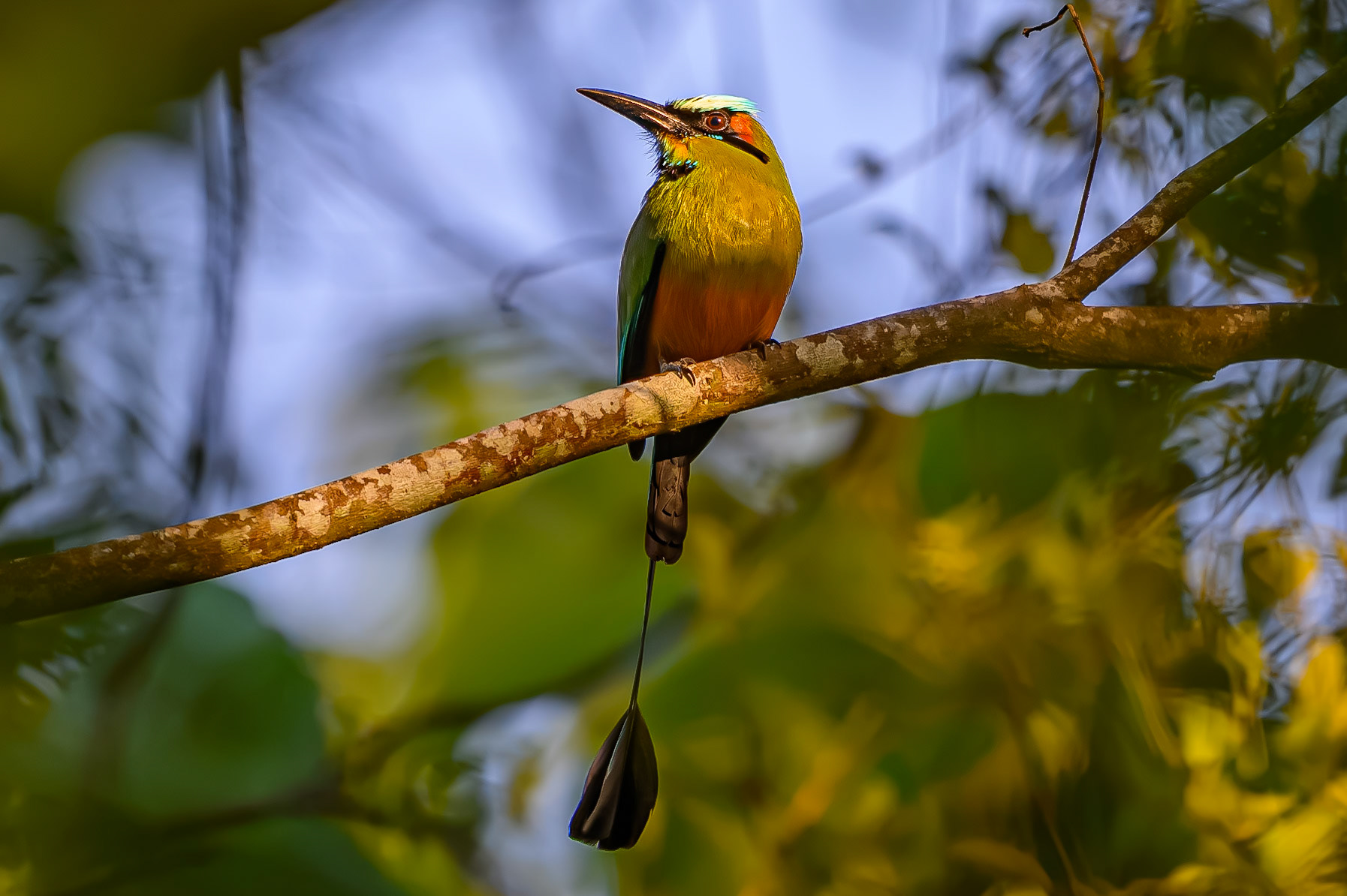 Turquoise-browed Motmot