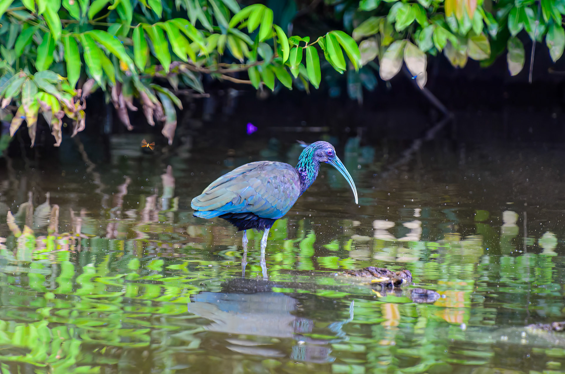 Green Ibis