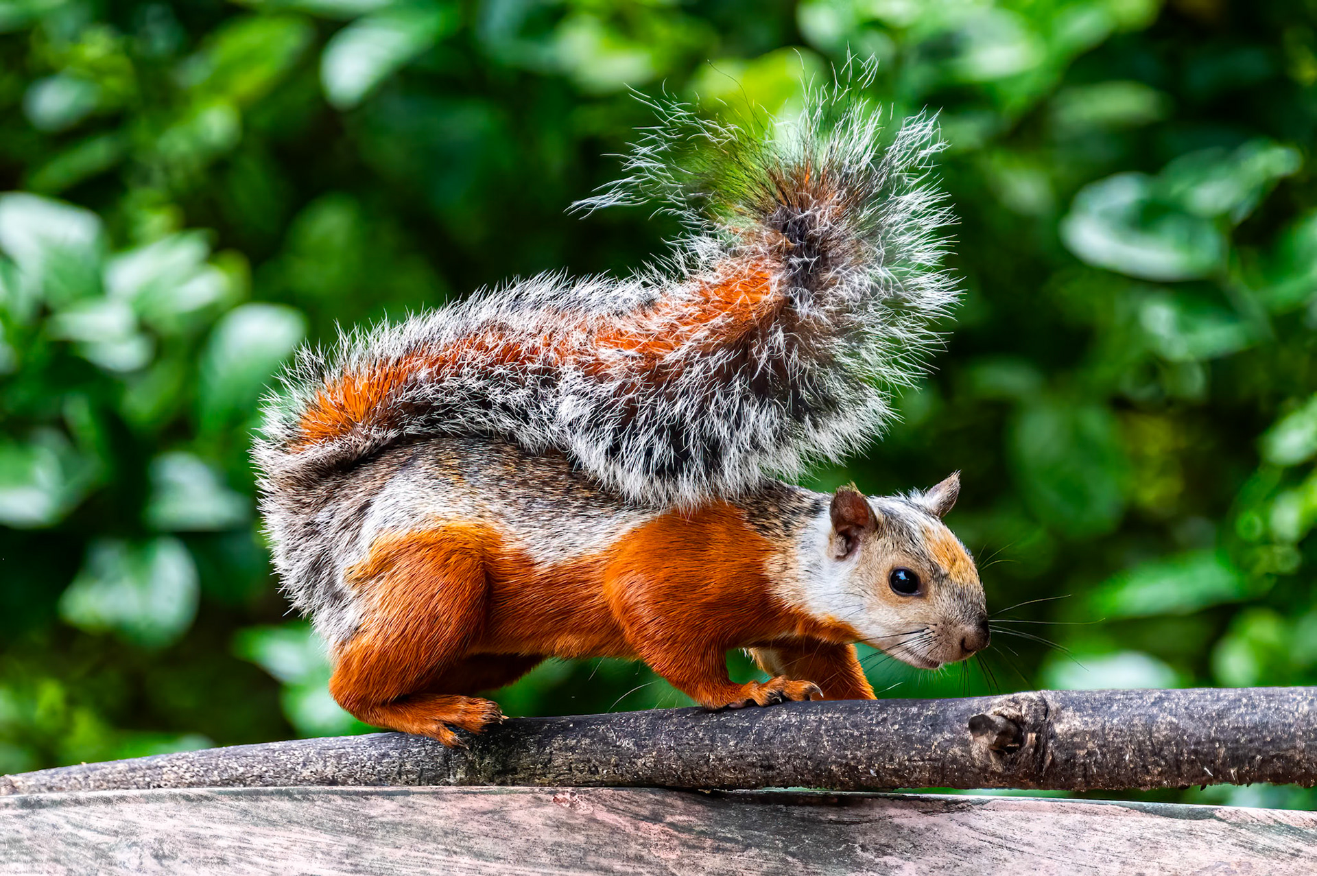 Variegated Squirrel