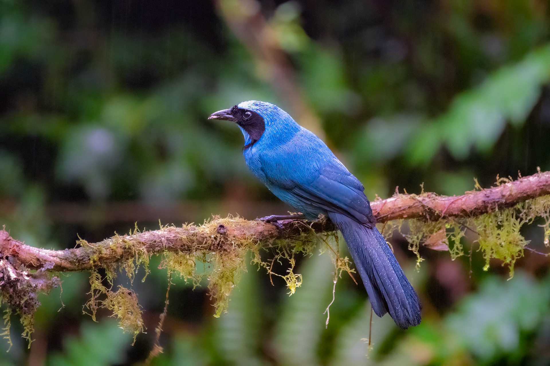 Turquoise Jay