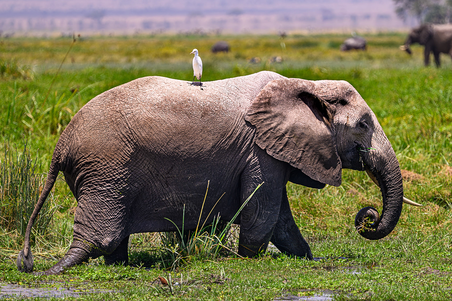 African Elephant