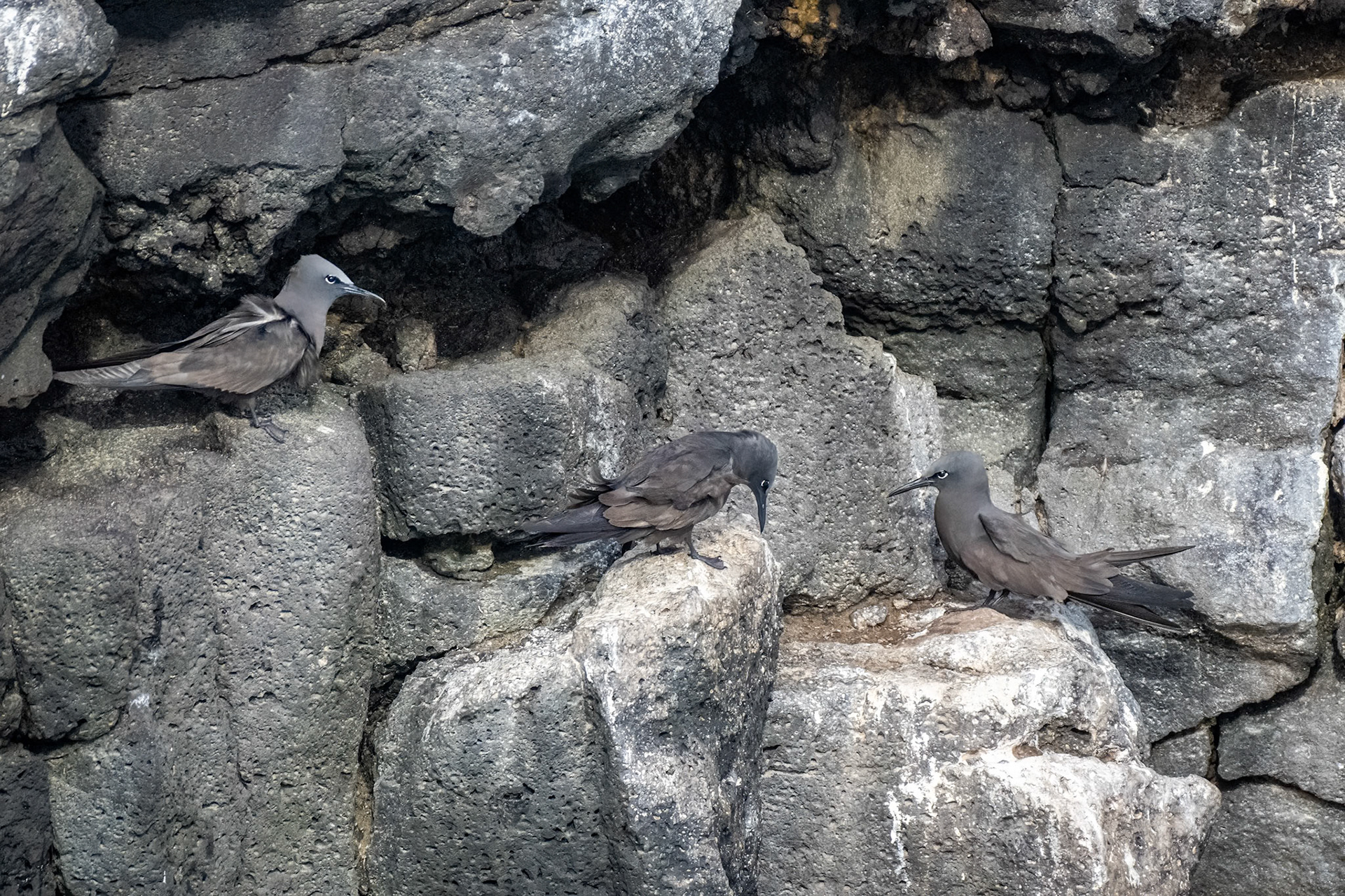 Brown Noddies nesting on cliff edge
