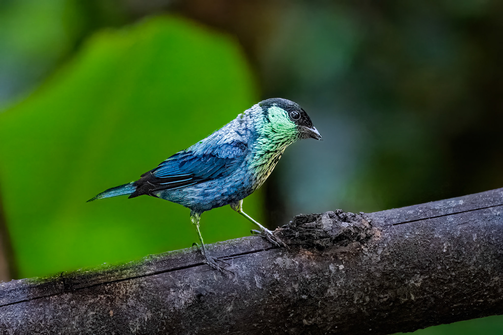 Black-capped Tanager