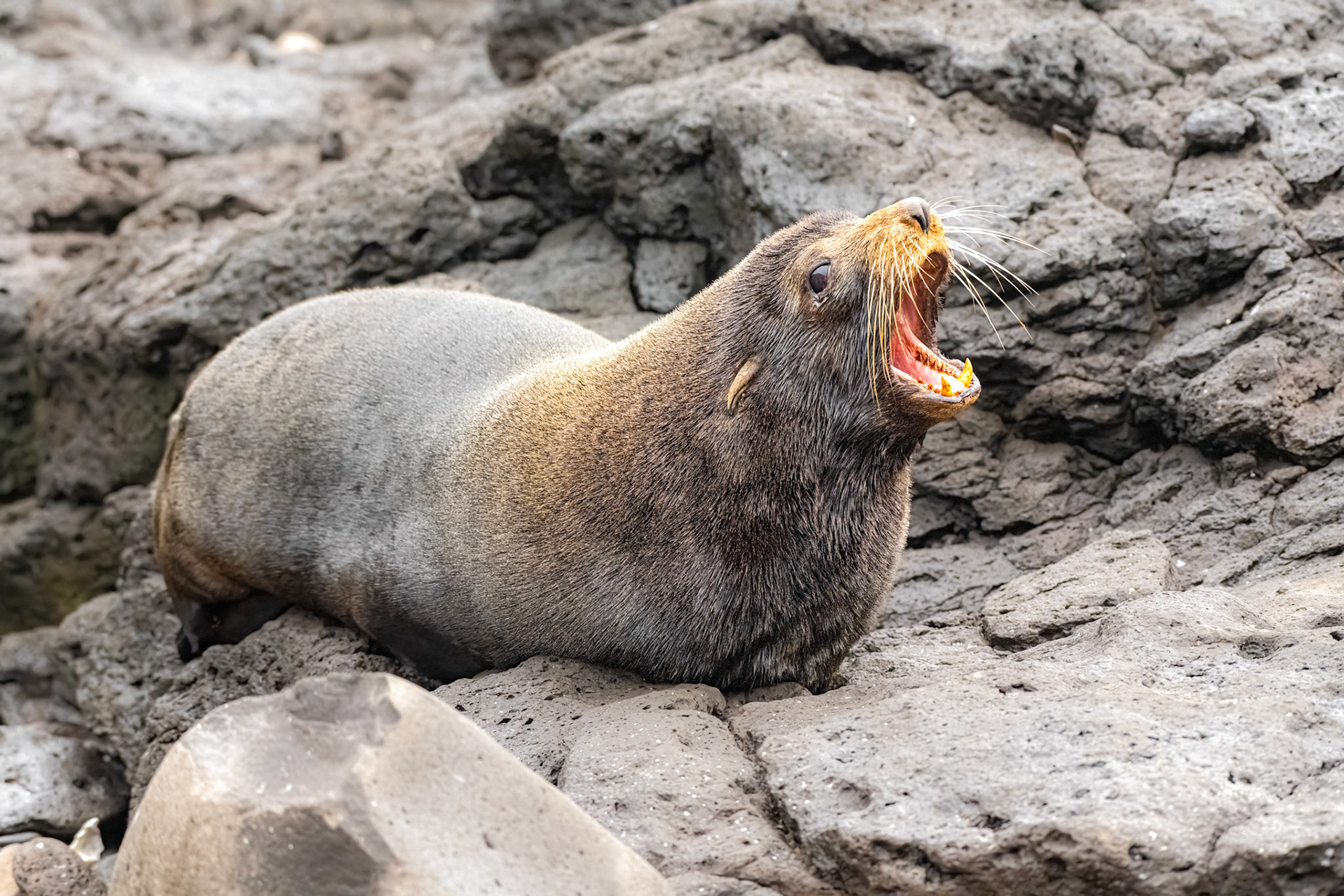 Galapagos Fur Seal