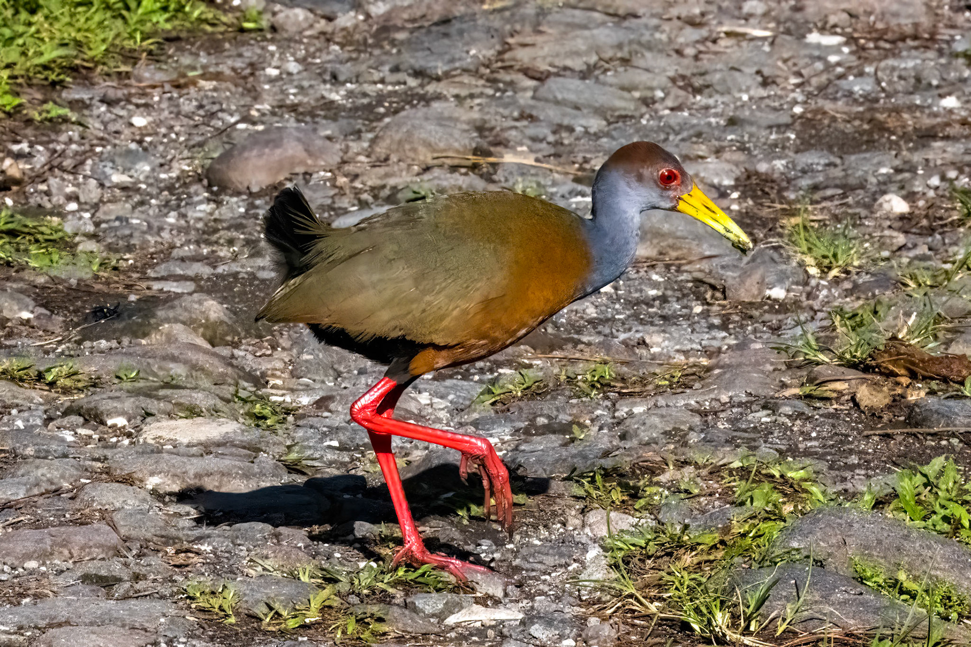 Russet-naped Wood-Rail