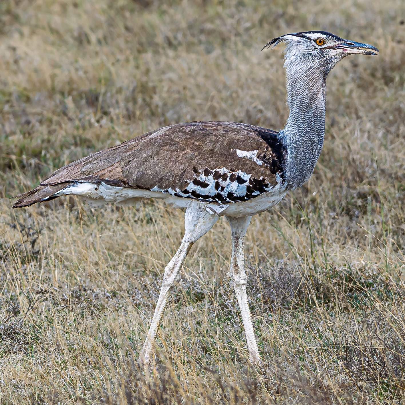 Kori Bustard