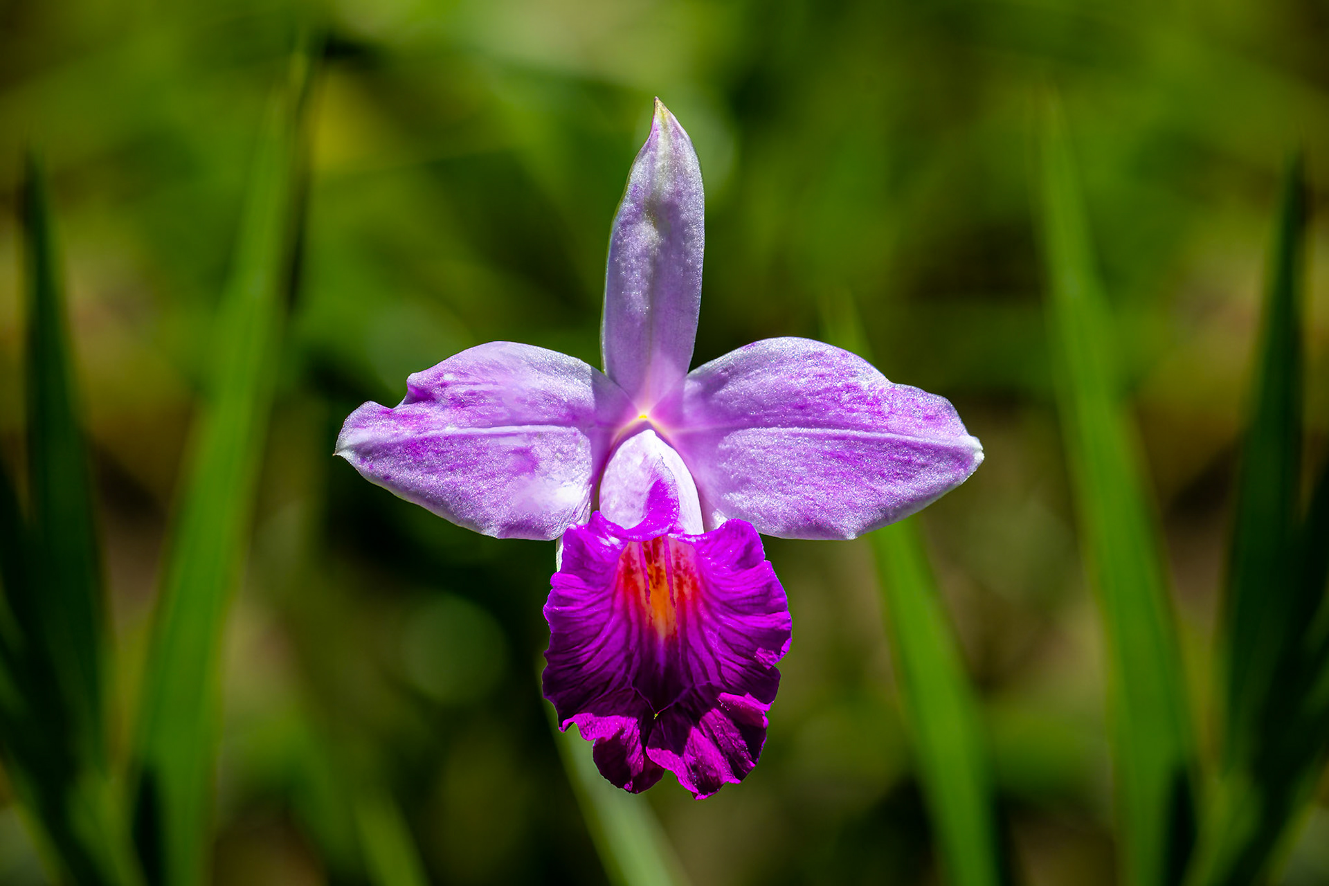 Guaria Morada Orchid (National Flower of Costa Rica)