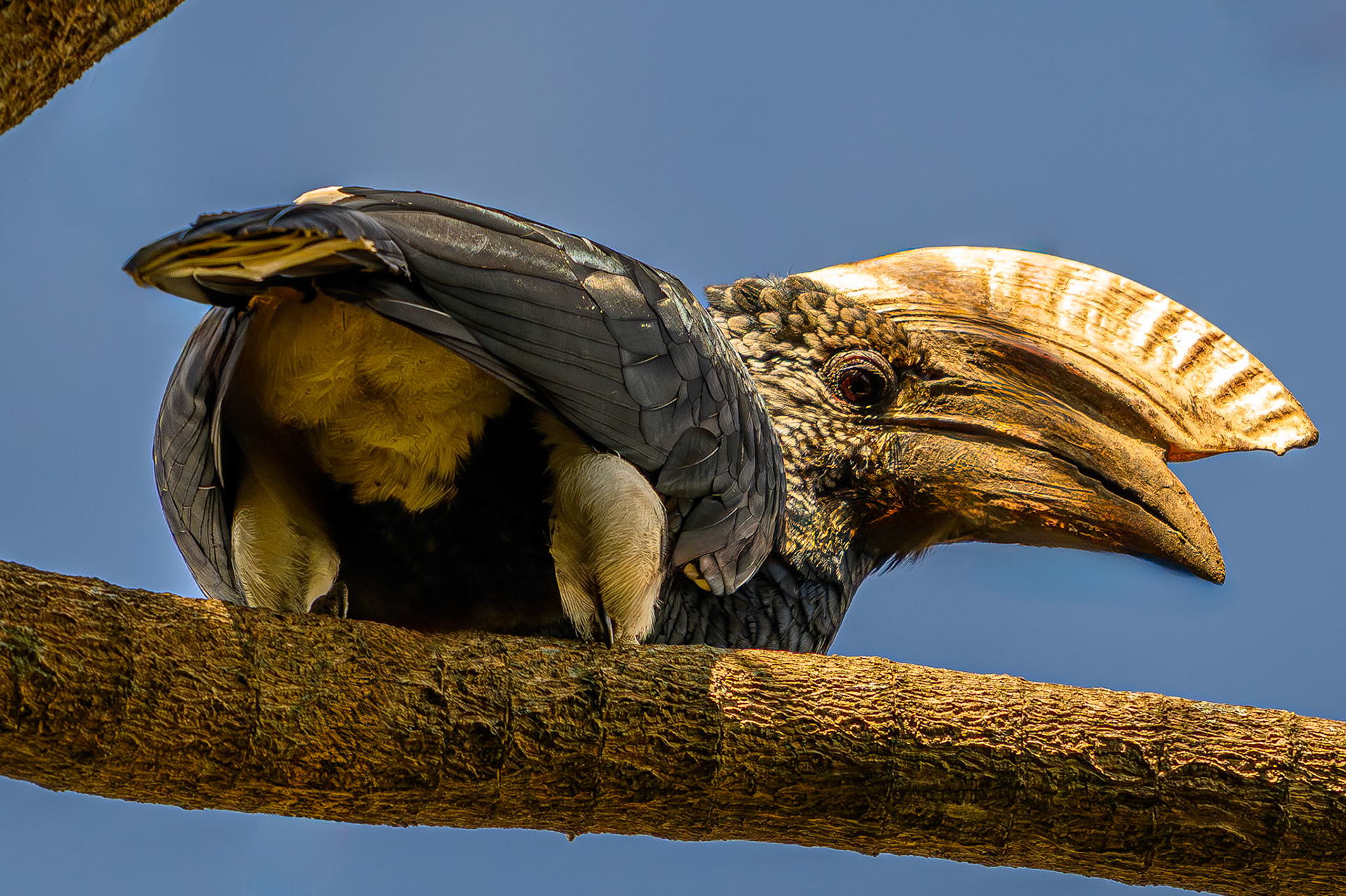 Silvery-cheeked Hornbill
