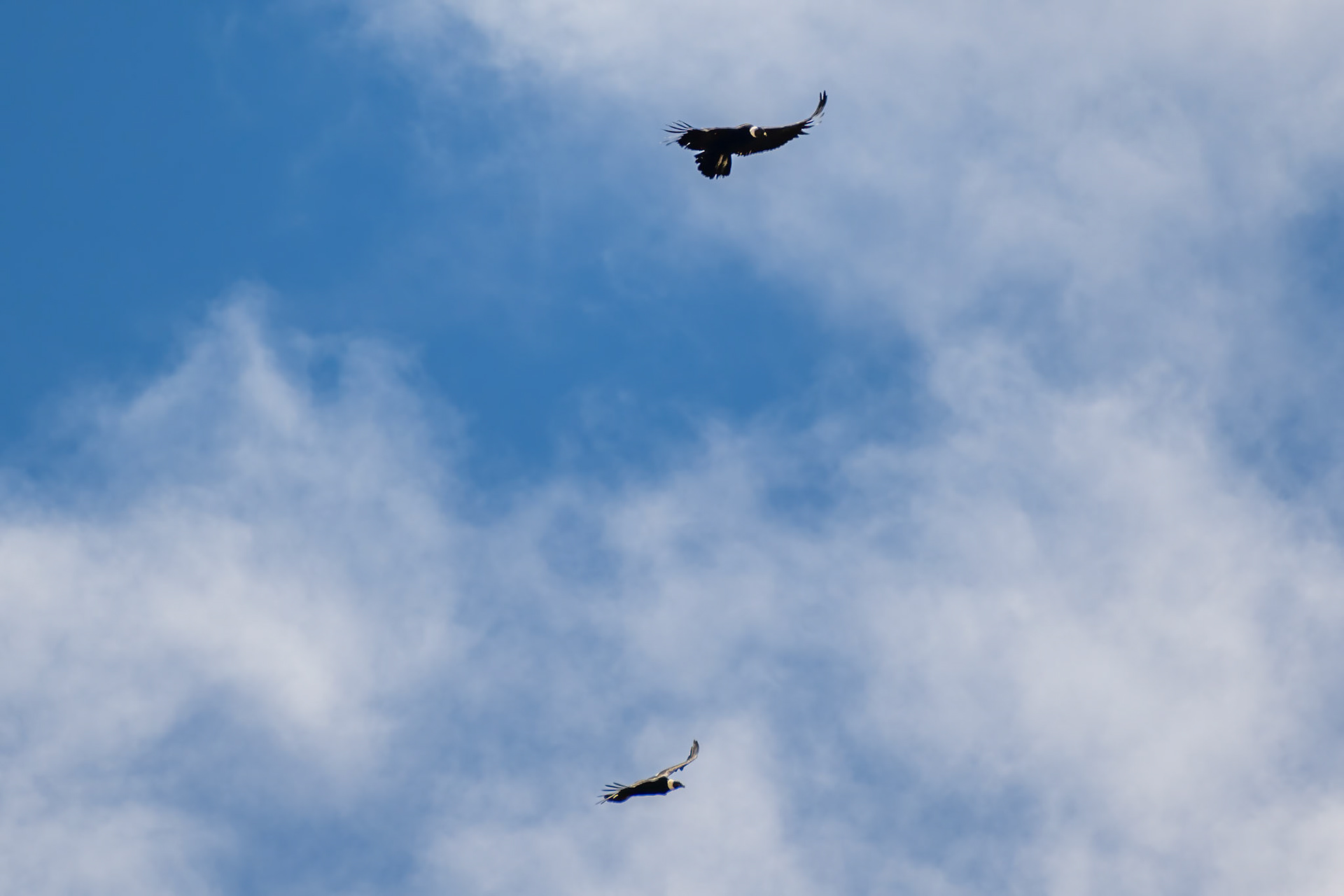 Andean Condors
