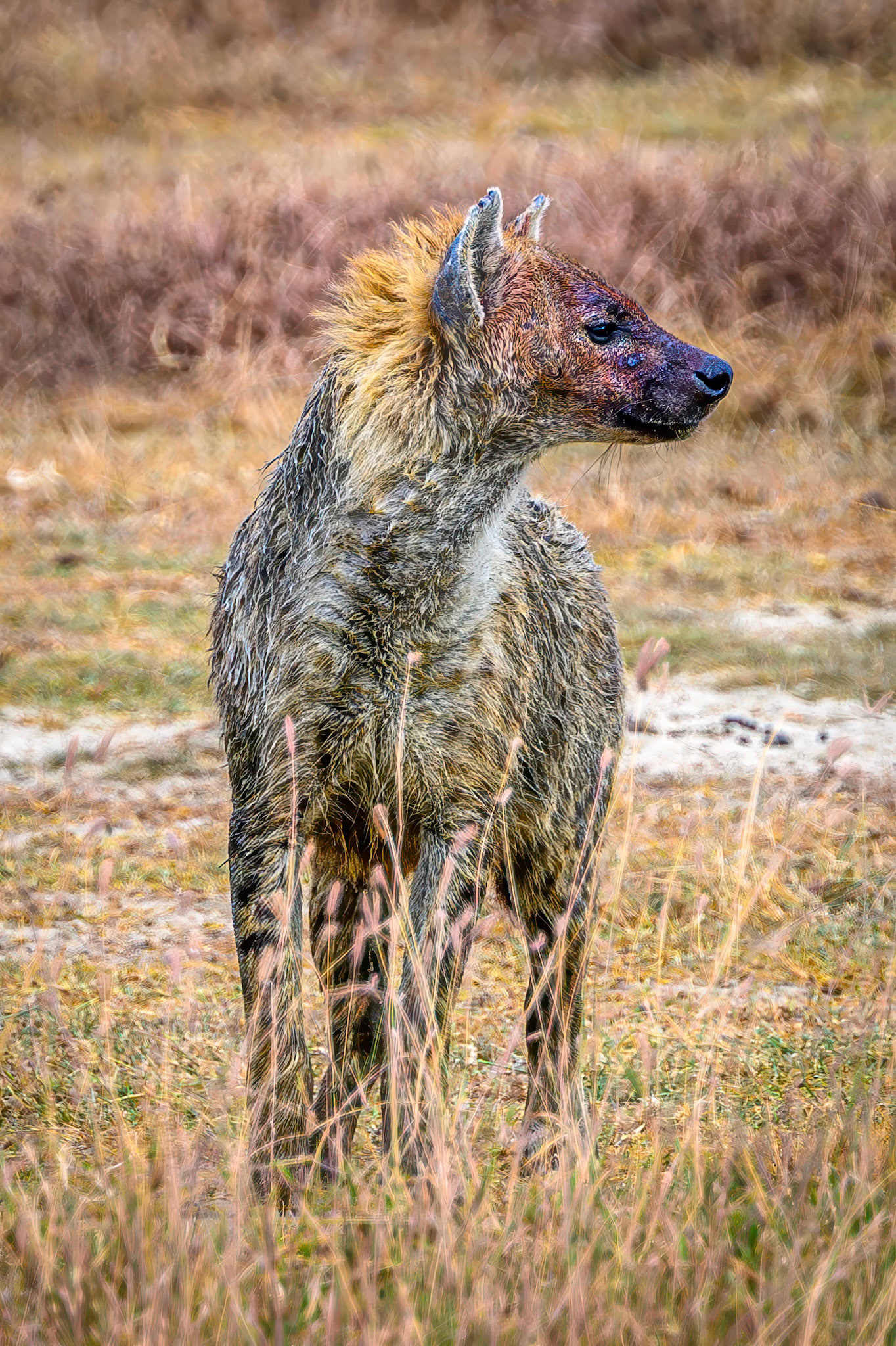 Spotted Hyena