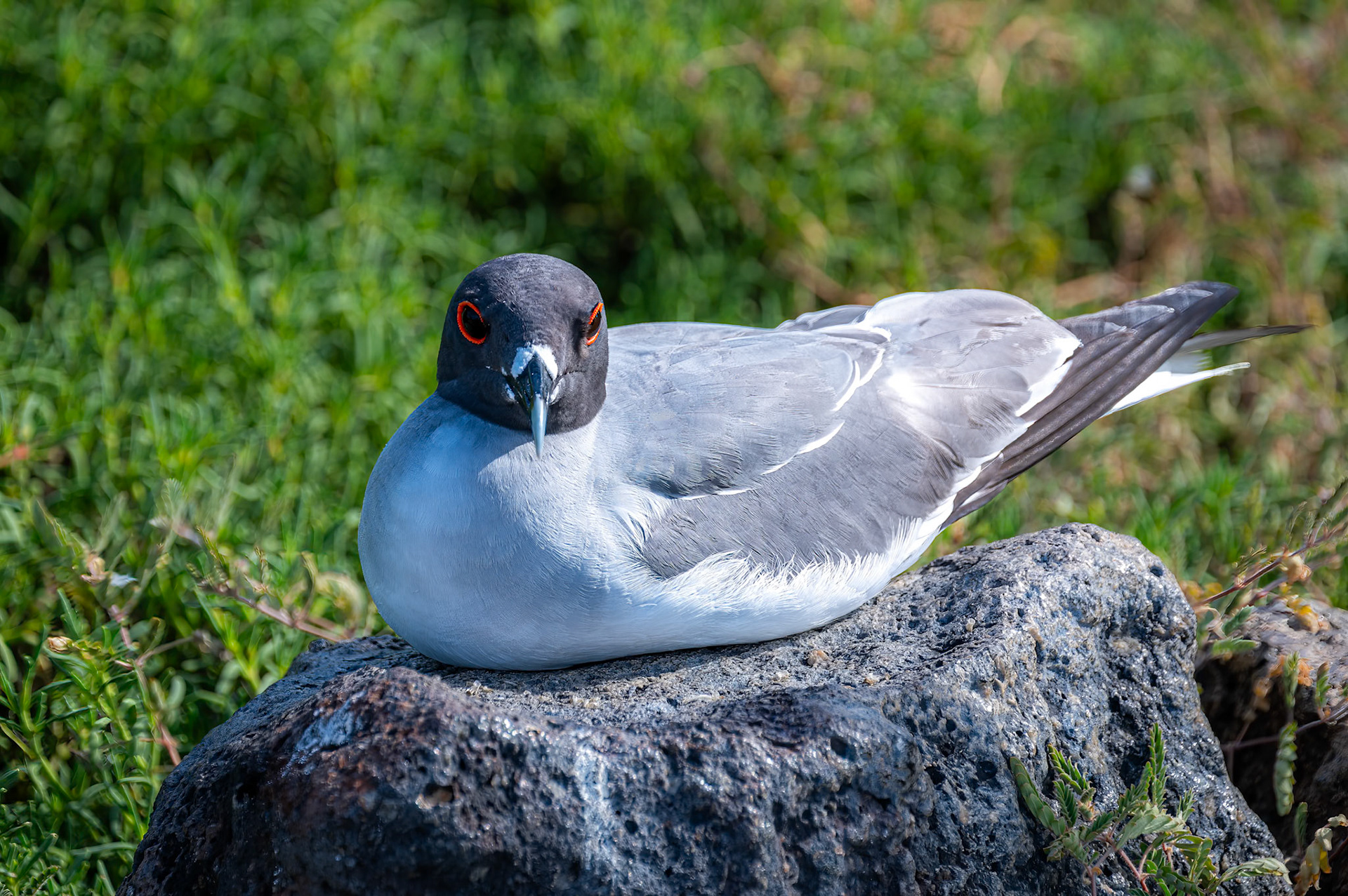 Swallow-tailed Gull - How close can you get? How about backing up to take the picture!