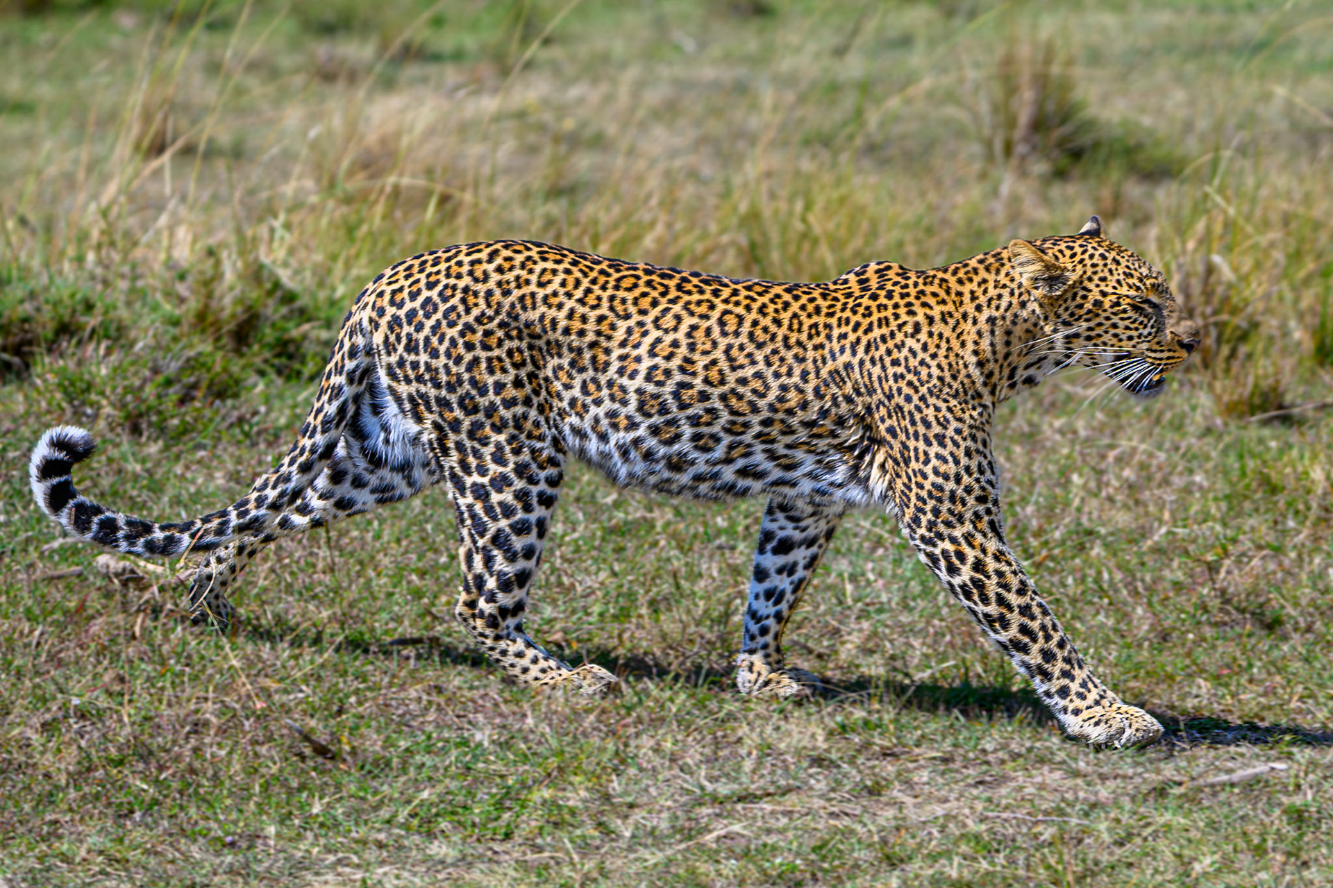 Leopard