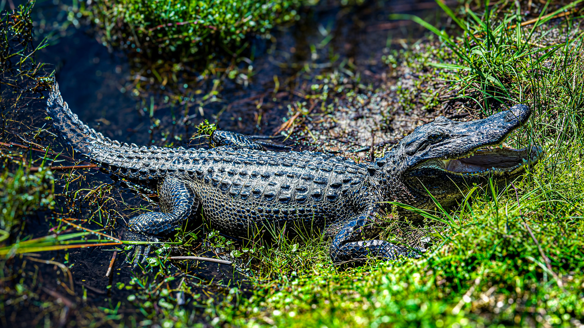 American Alligator