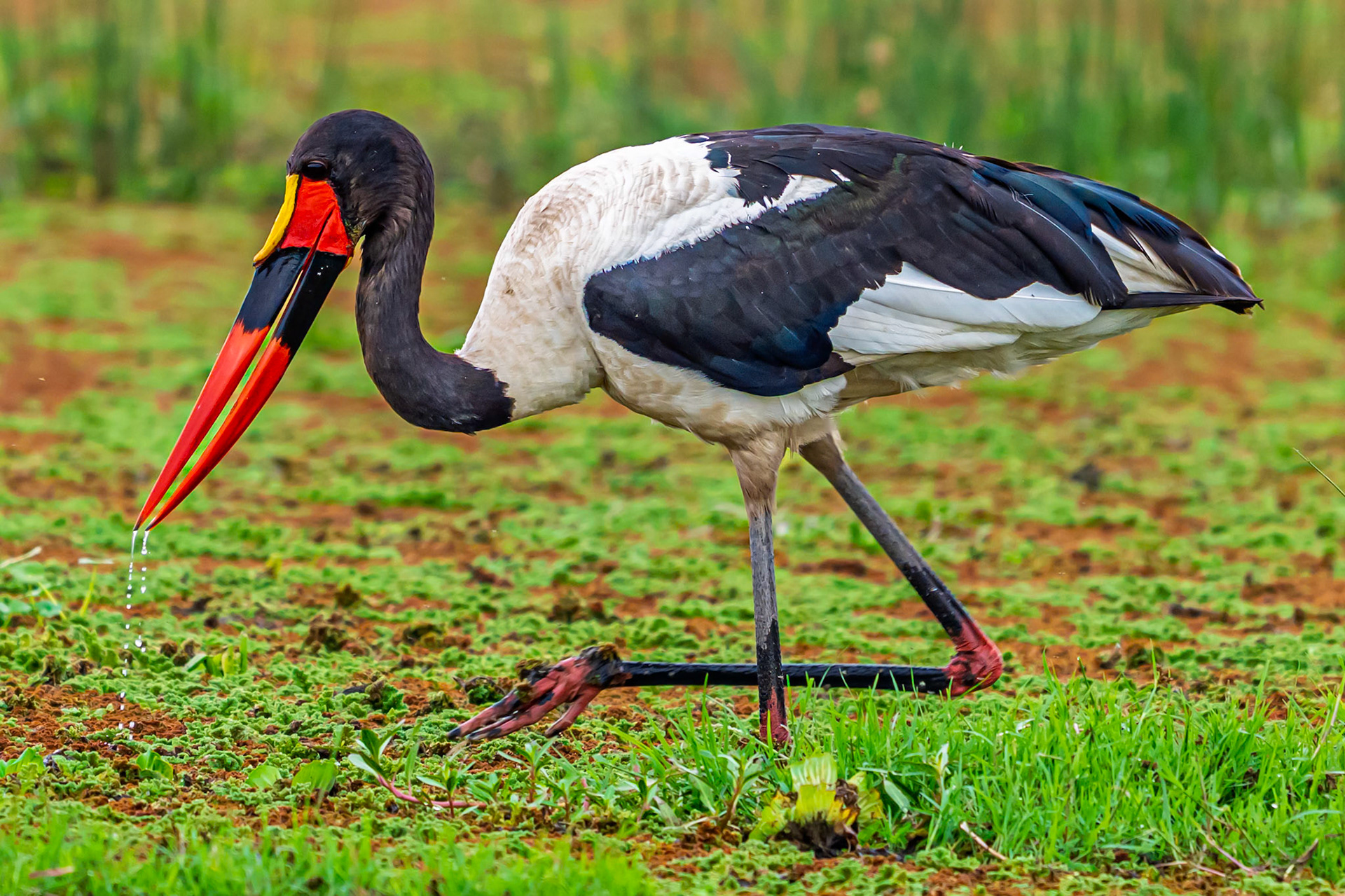 Saddle-billed Stork