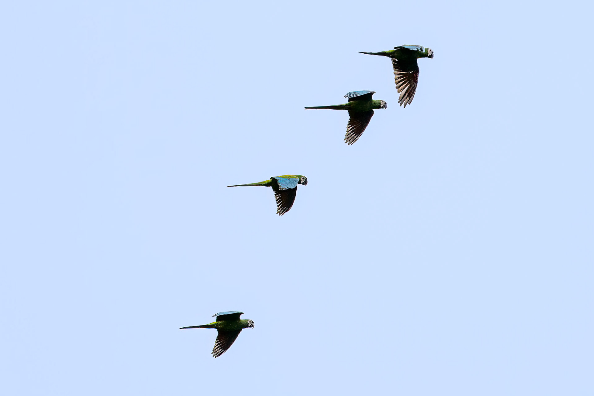 Chestnut-fronted Macaw