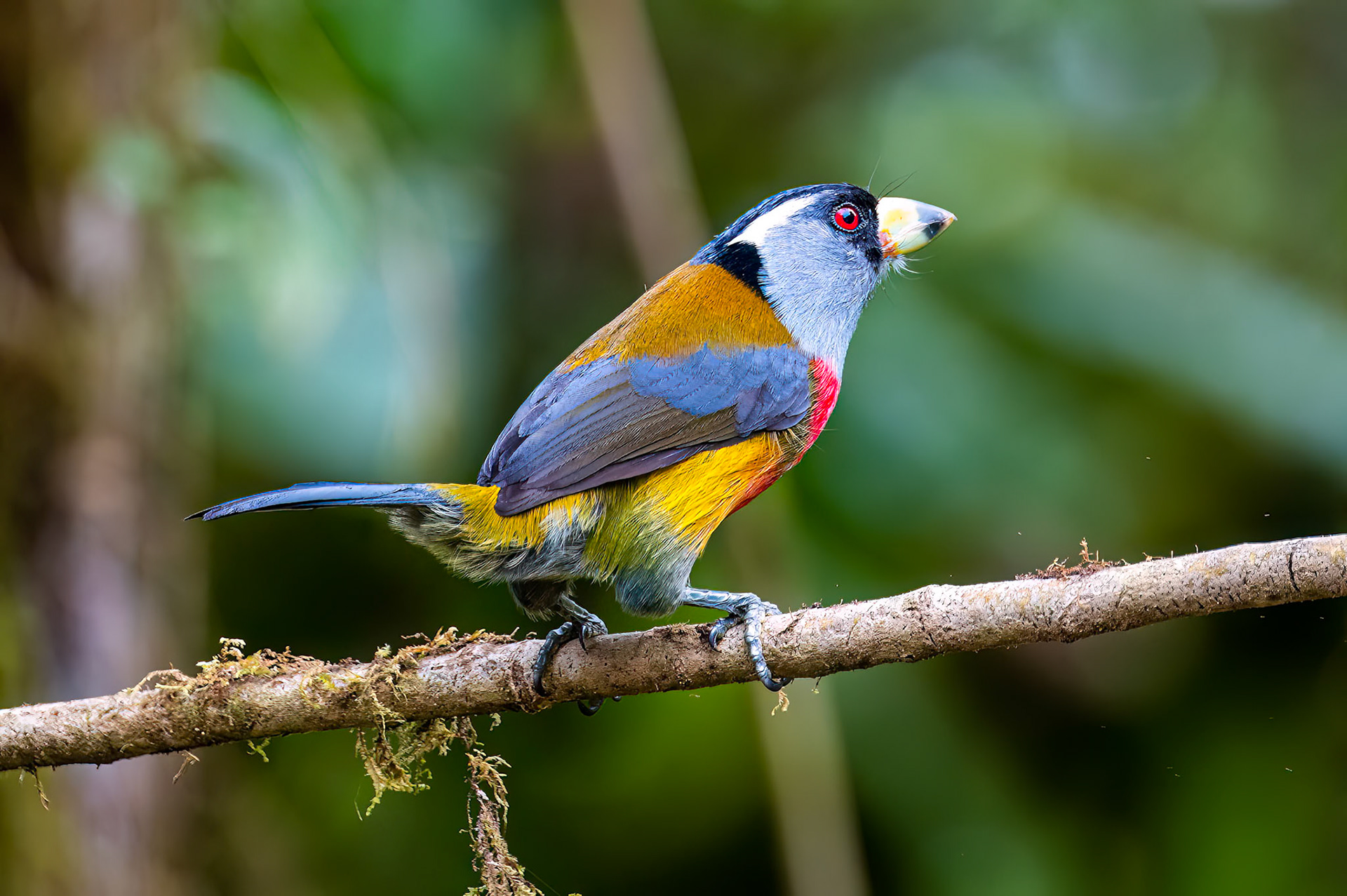 Toucan Barbet