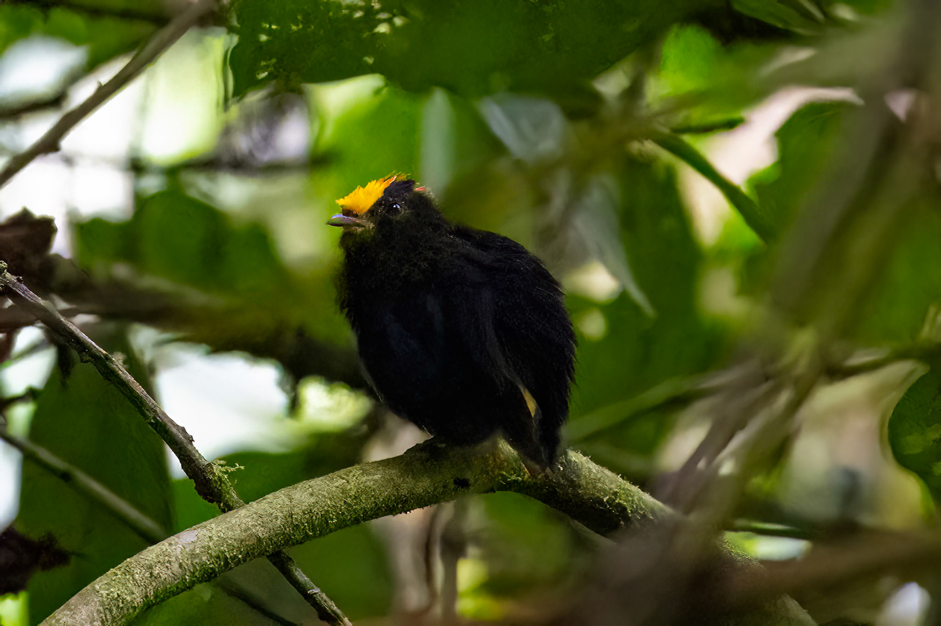Golden-winged Manakin