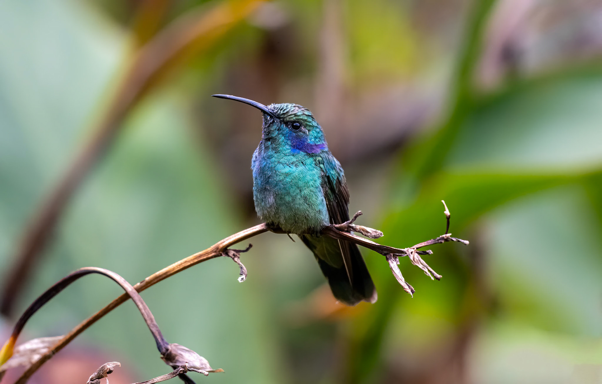 Lesser Violetear